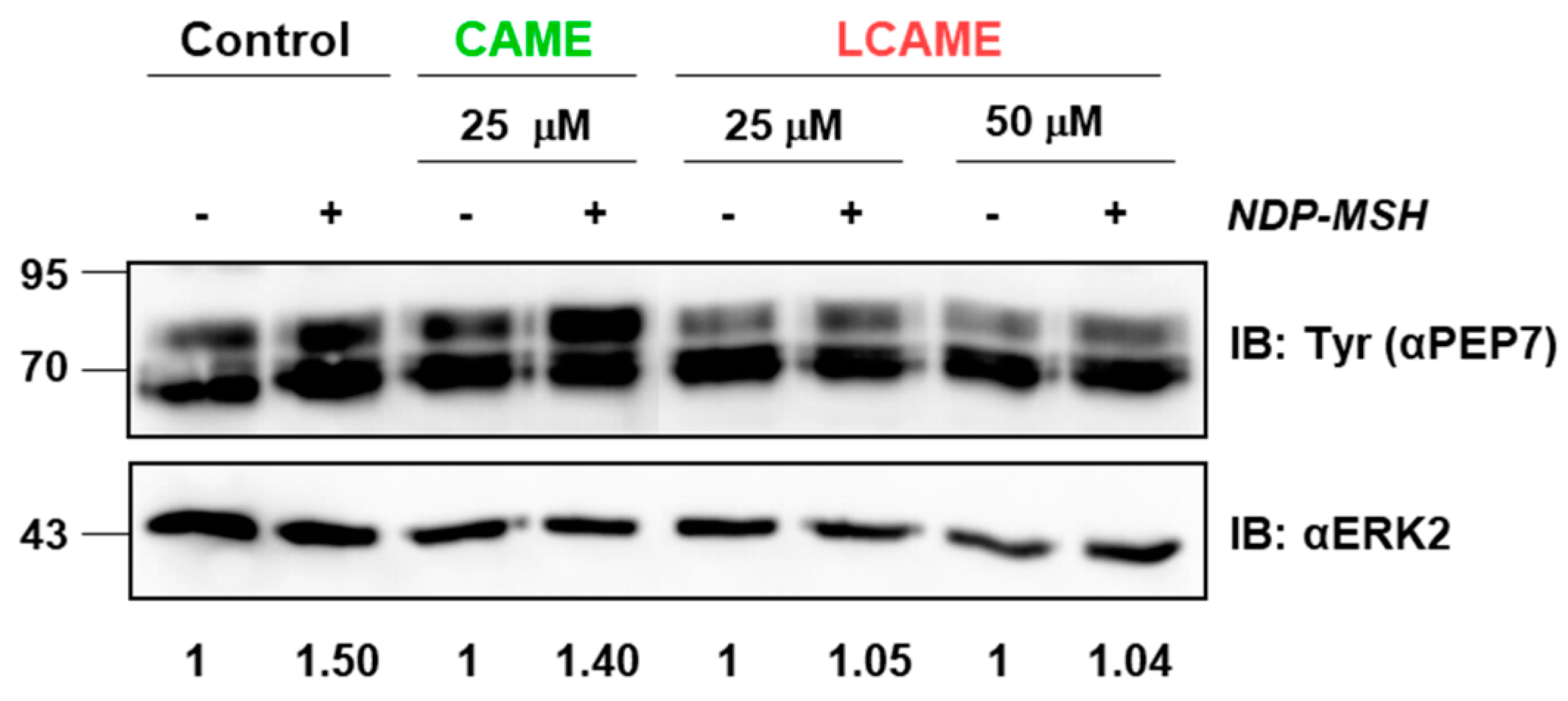 Ijms 19 02156 g005 Ijms 19 02156 g005