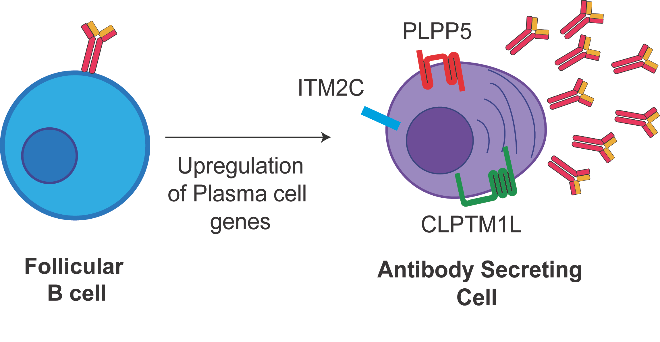 IJMS | Free Full-Text | Mining the Plasma Cell Transcriptome for Novel