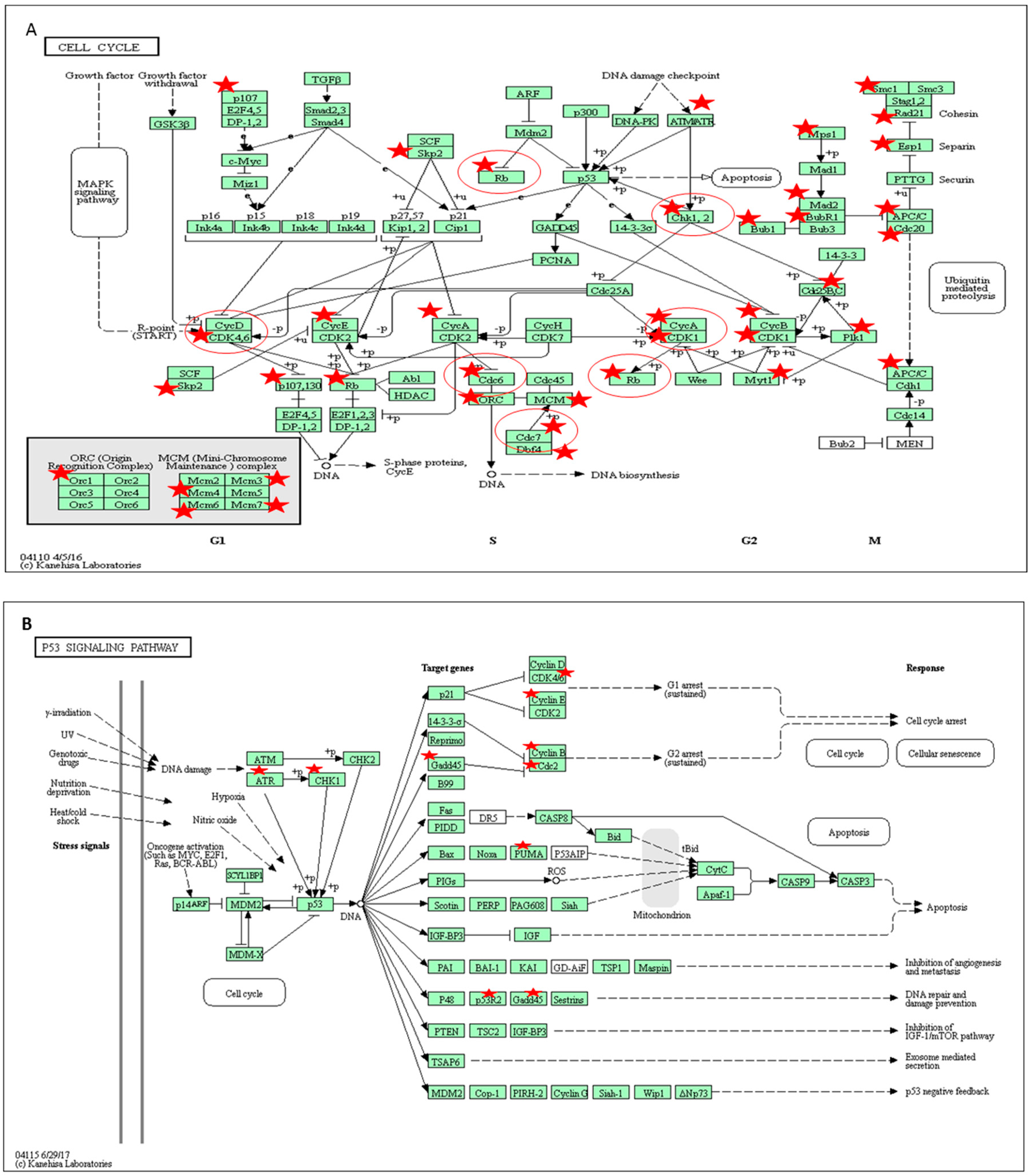 Ijms 19 02162 g006 Ijms 19 02162 g006
