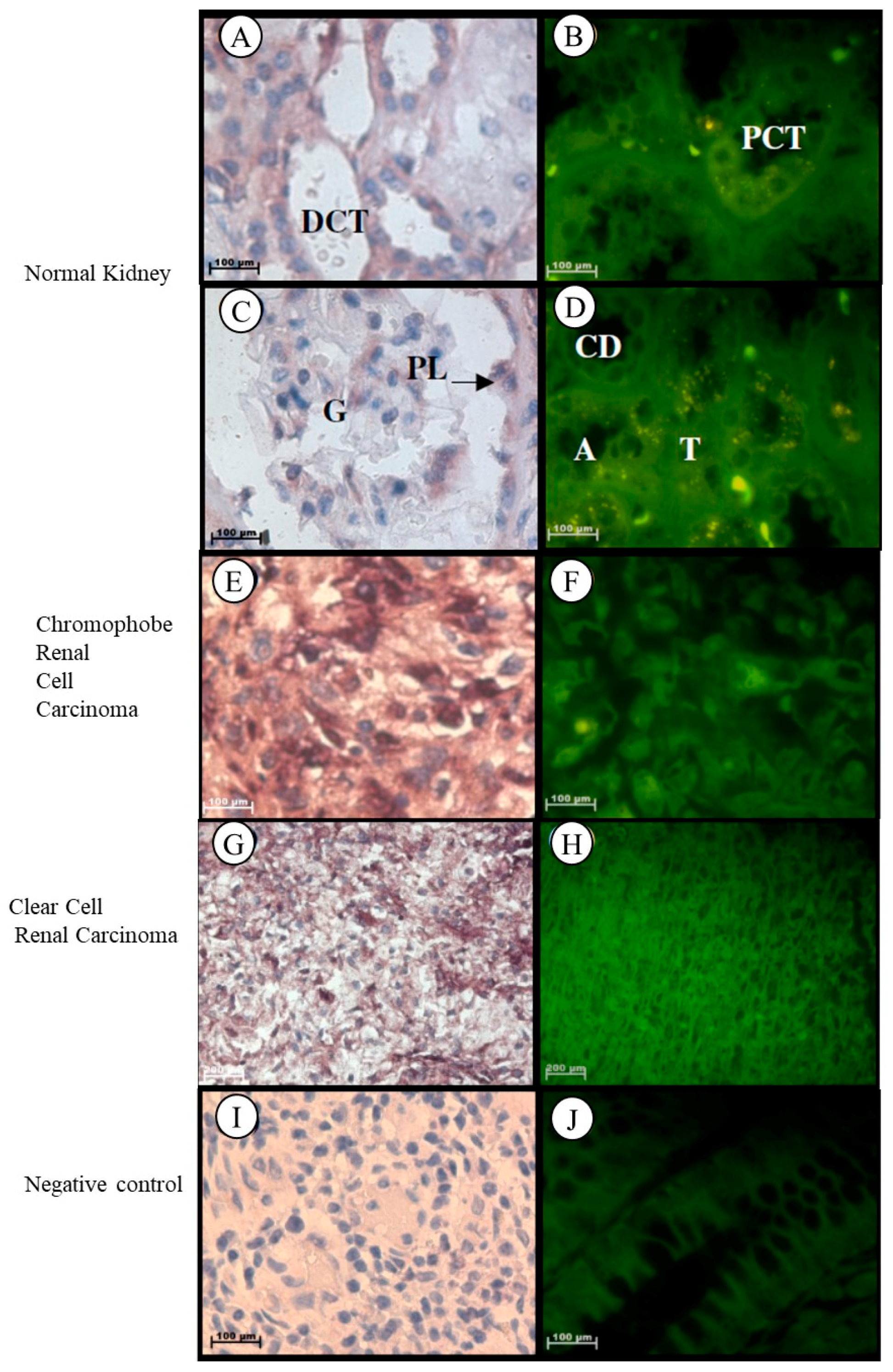 Ijms 19 02176 g006 Ijms 19 02176 g006