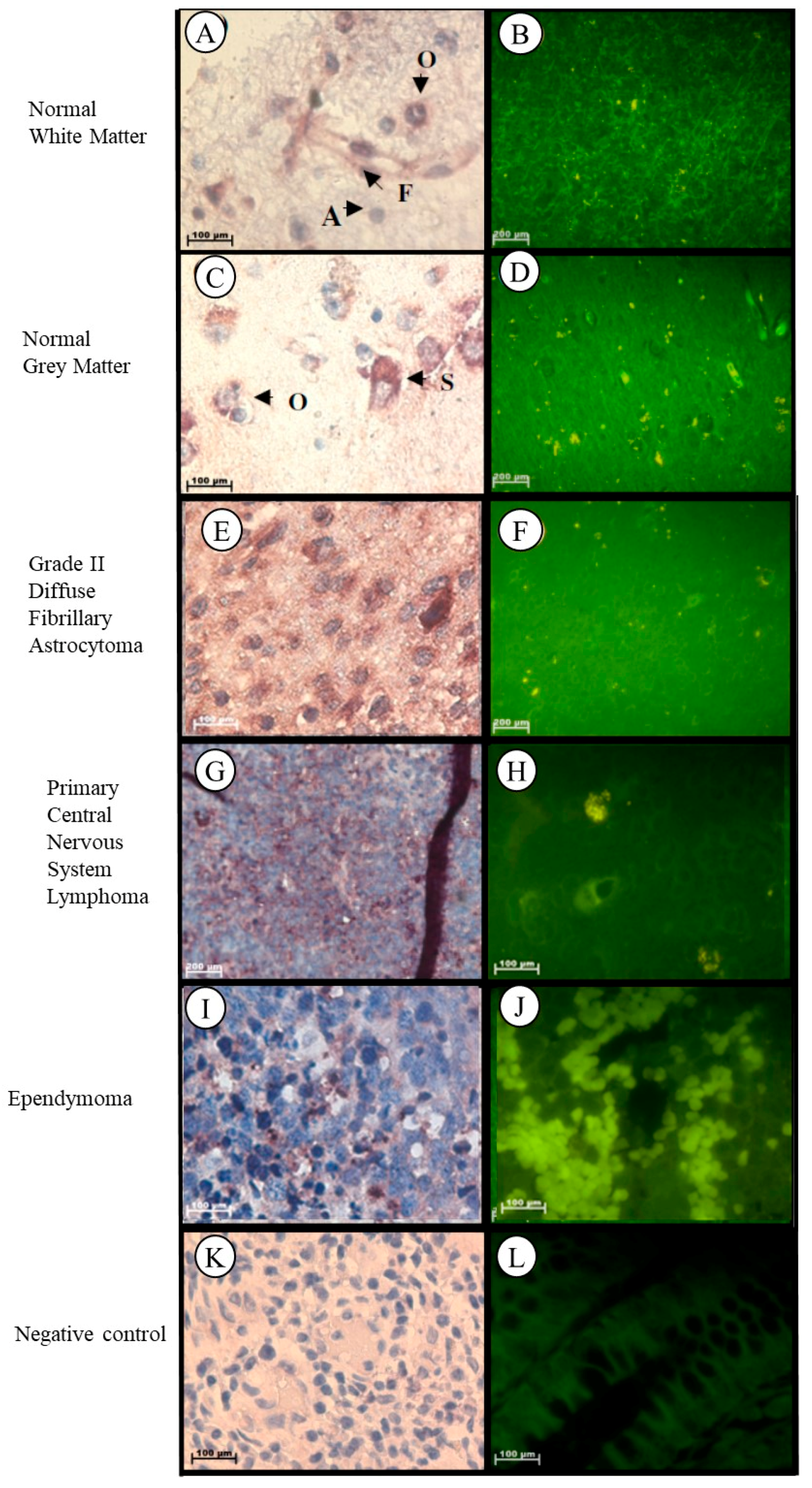 Ijms 19 02176 g008 Ijms 19 02176 g008