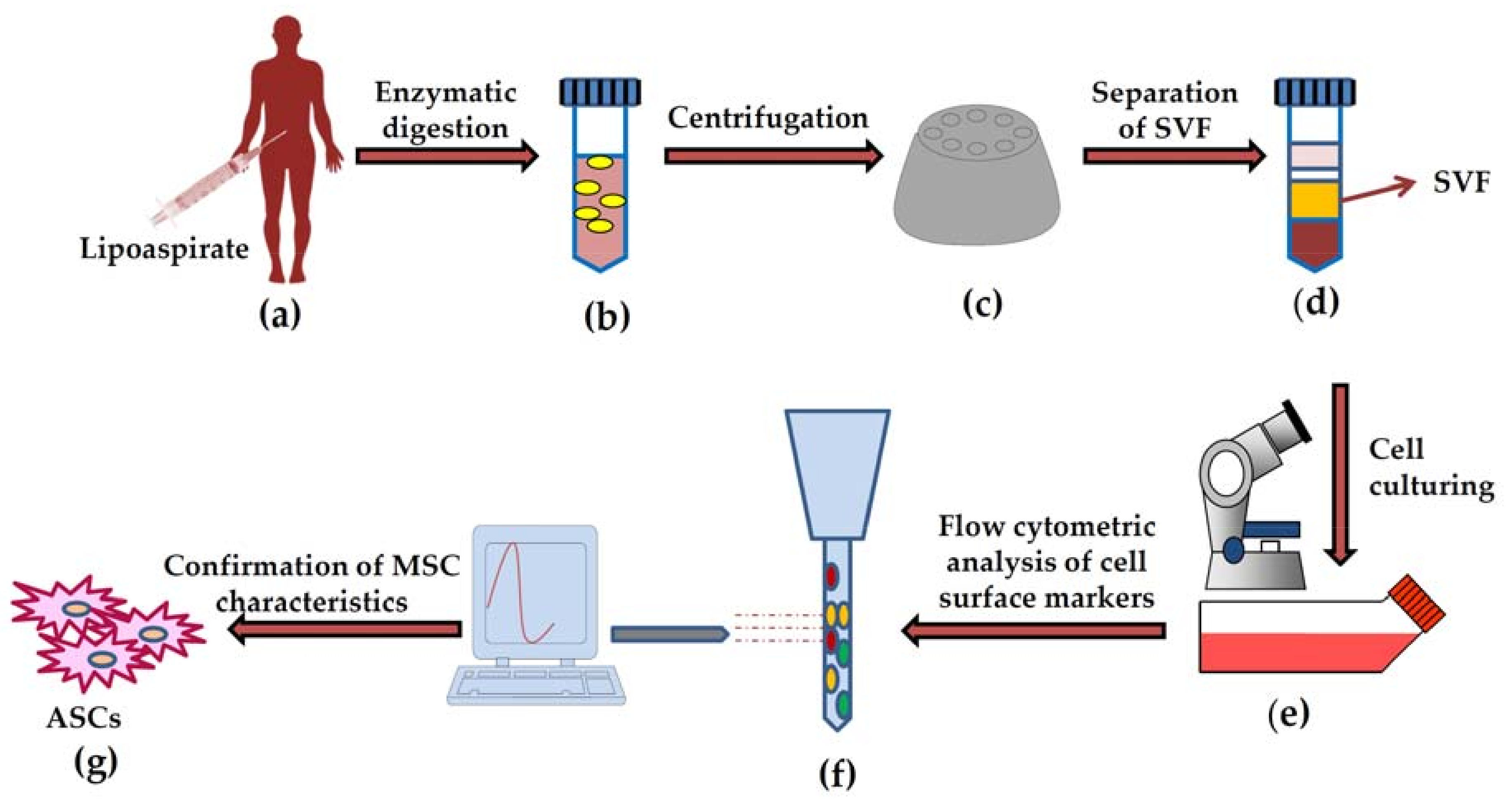 Ijms 19 02200 g001 Ijms 19 02200 g001