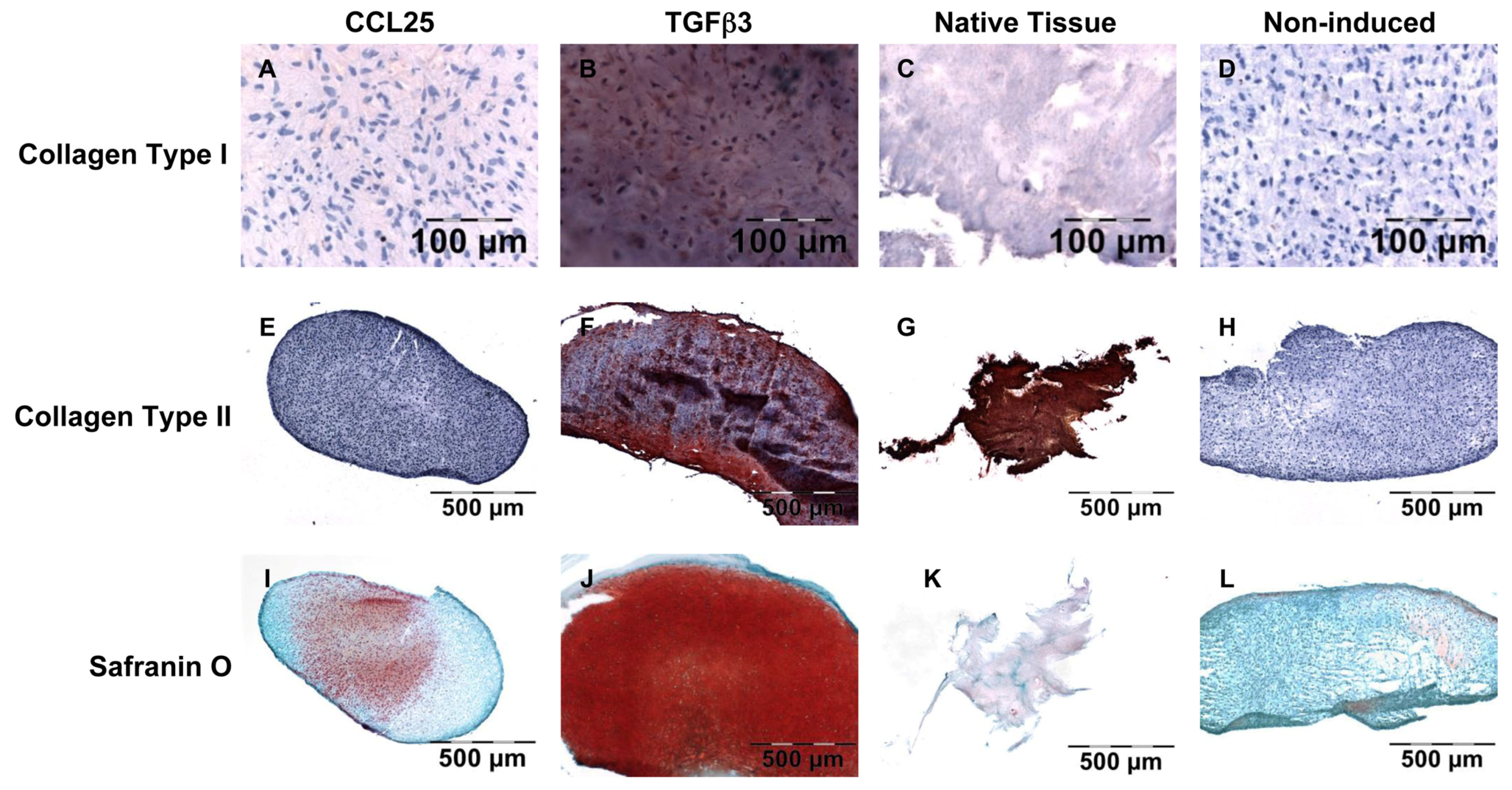 Ijms 19 02207 g004