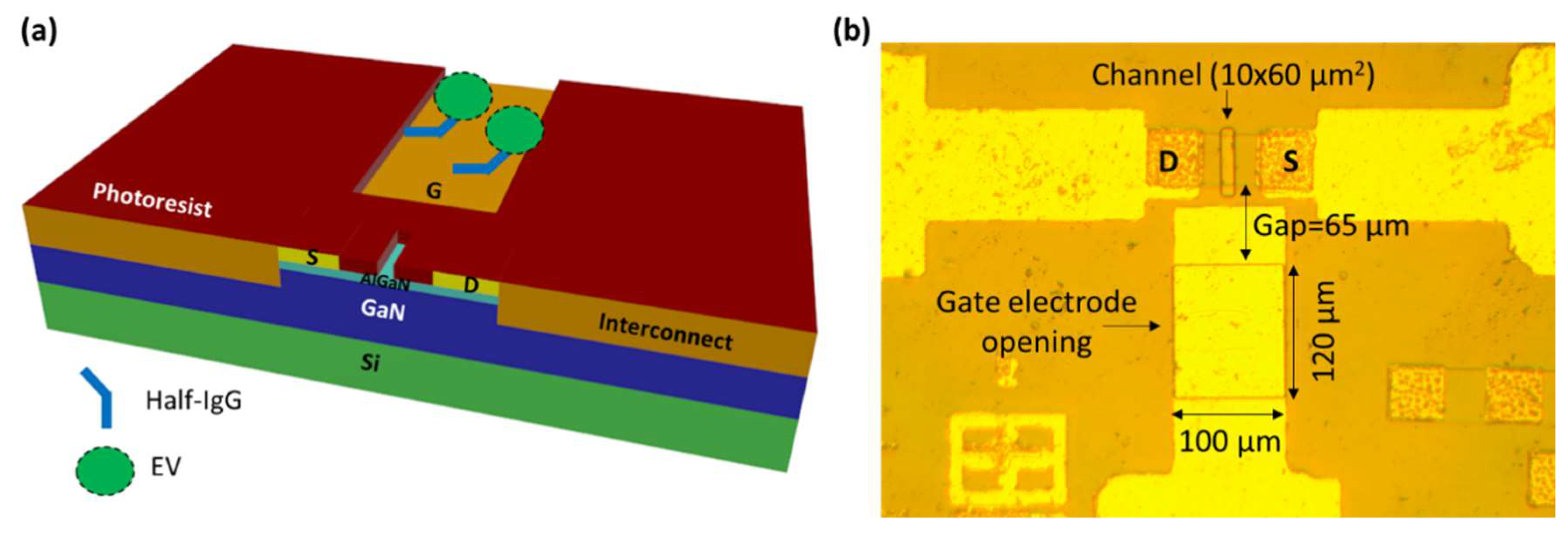 Ijms 19 02213 g001 Ijms 19 02213 g001