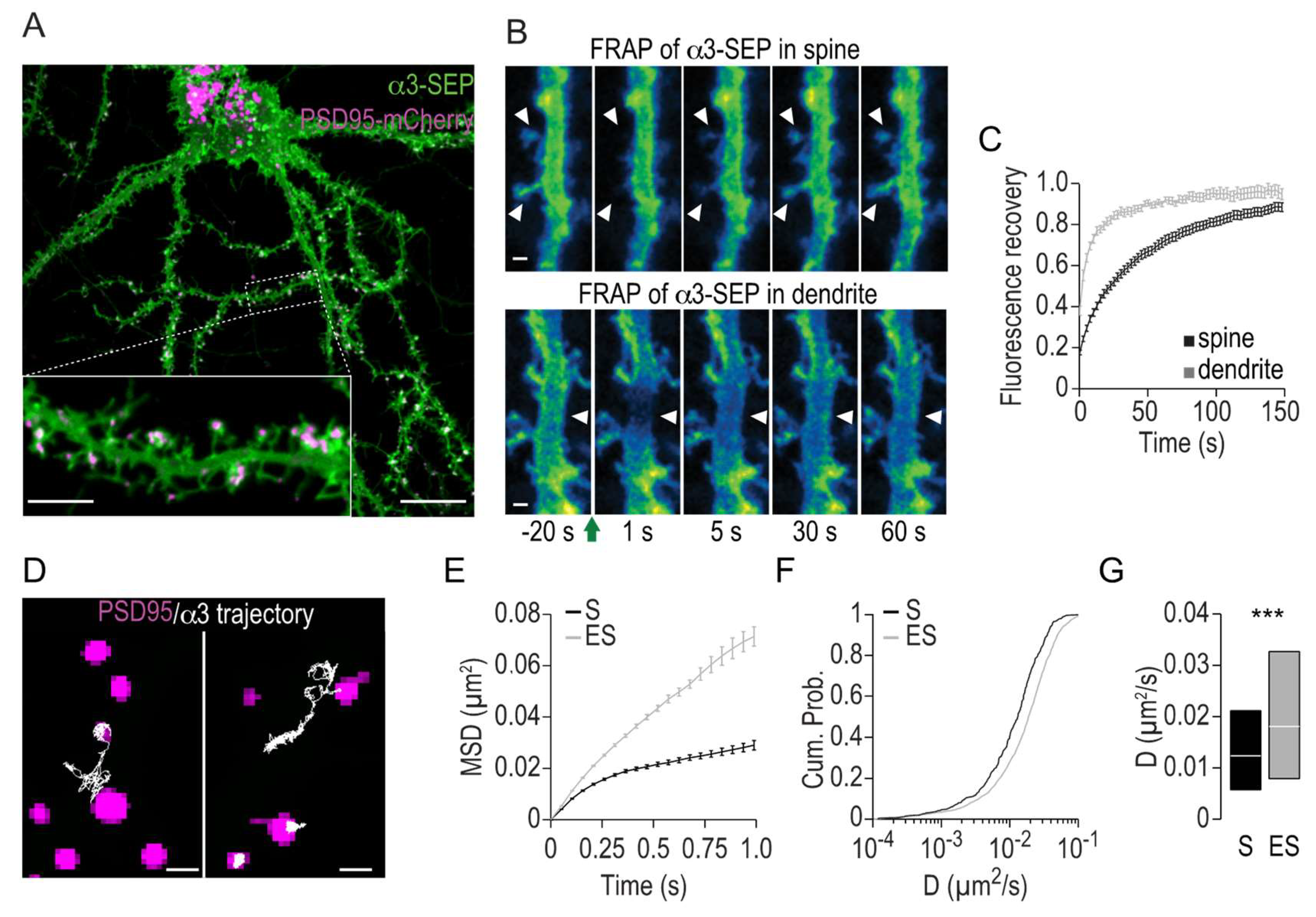 Ijms 19 02214 g001 Ijms 19 02214 g001