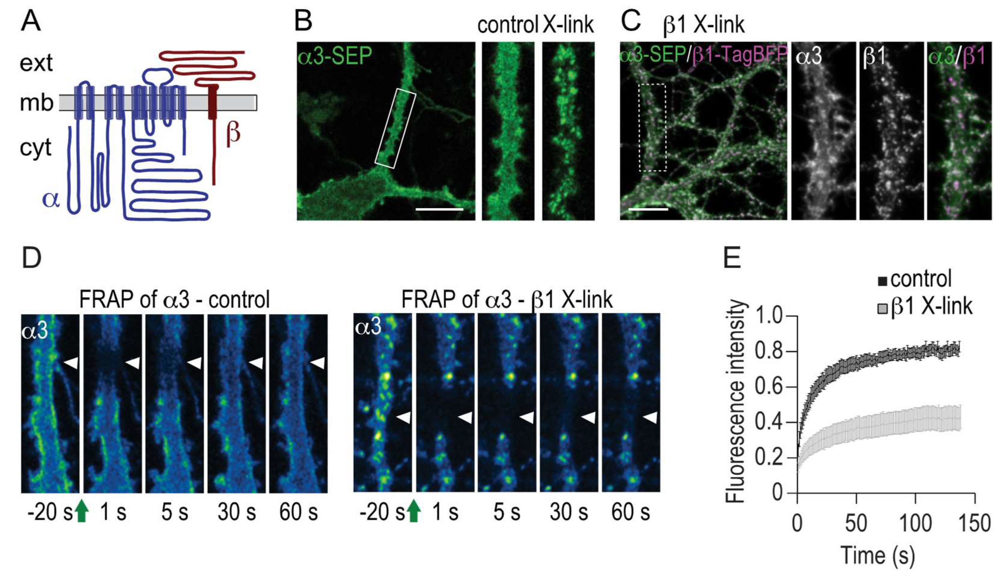 Ijms 19 02214 g003 Ijms 19 02214 g003