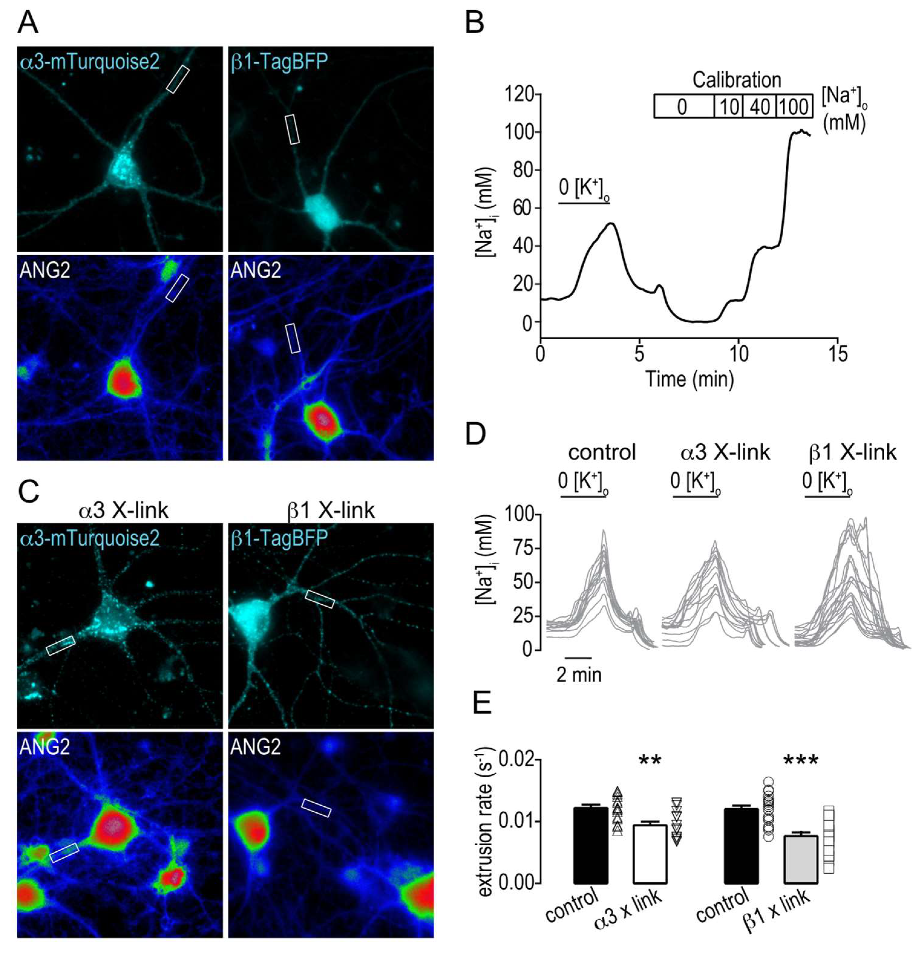 Ijms 19 02214 g004 Ijms 19 02214 g004