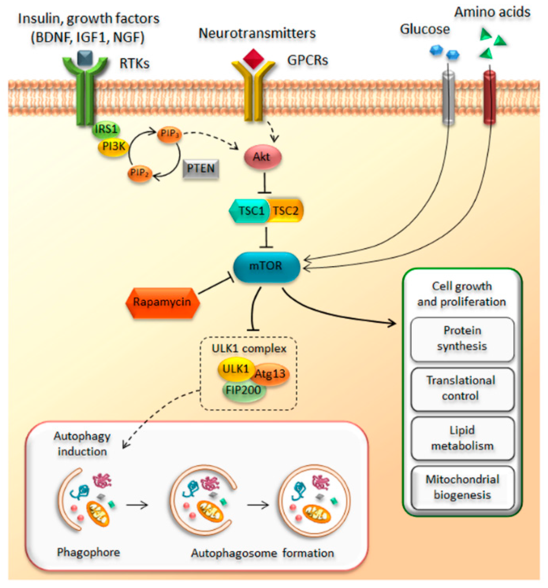Ijms 19 02226 g001 Ijms 19 02226 g001
