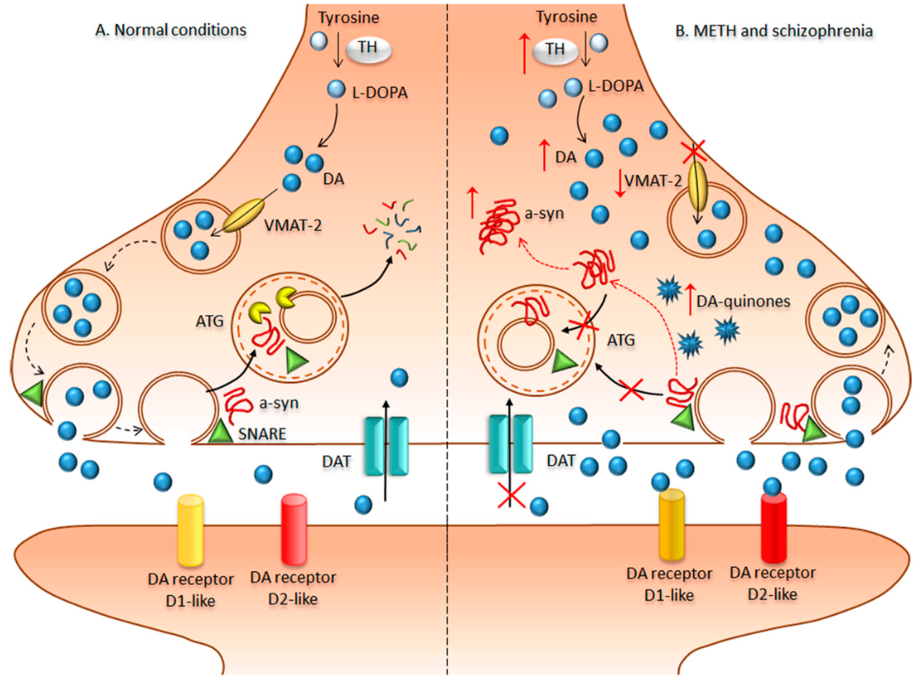 Ijms 19 02226 g002 Ijms 19 02226 g002
