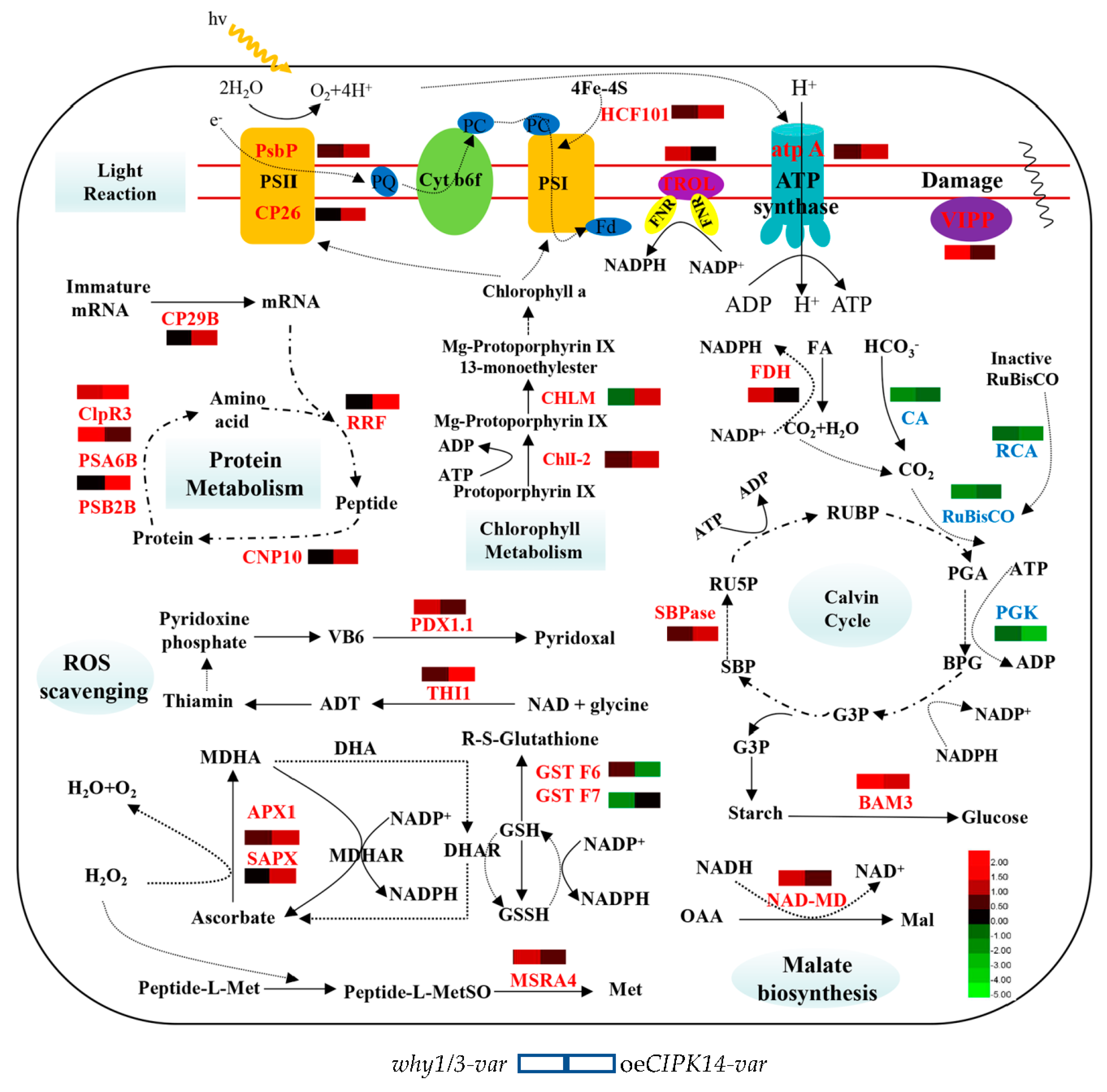 Ijms 19 02231 g007 Ijms 19 02231 g007