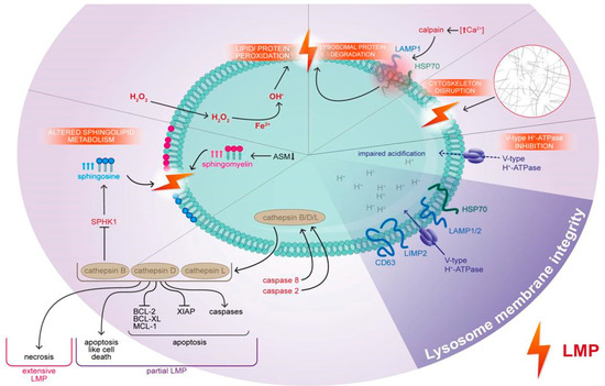 優れた品質 Lysosomal of Inducers Atypical and Typical Cell A Death: 化粧下地