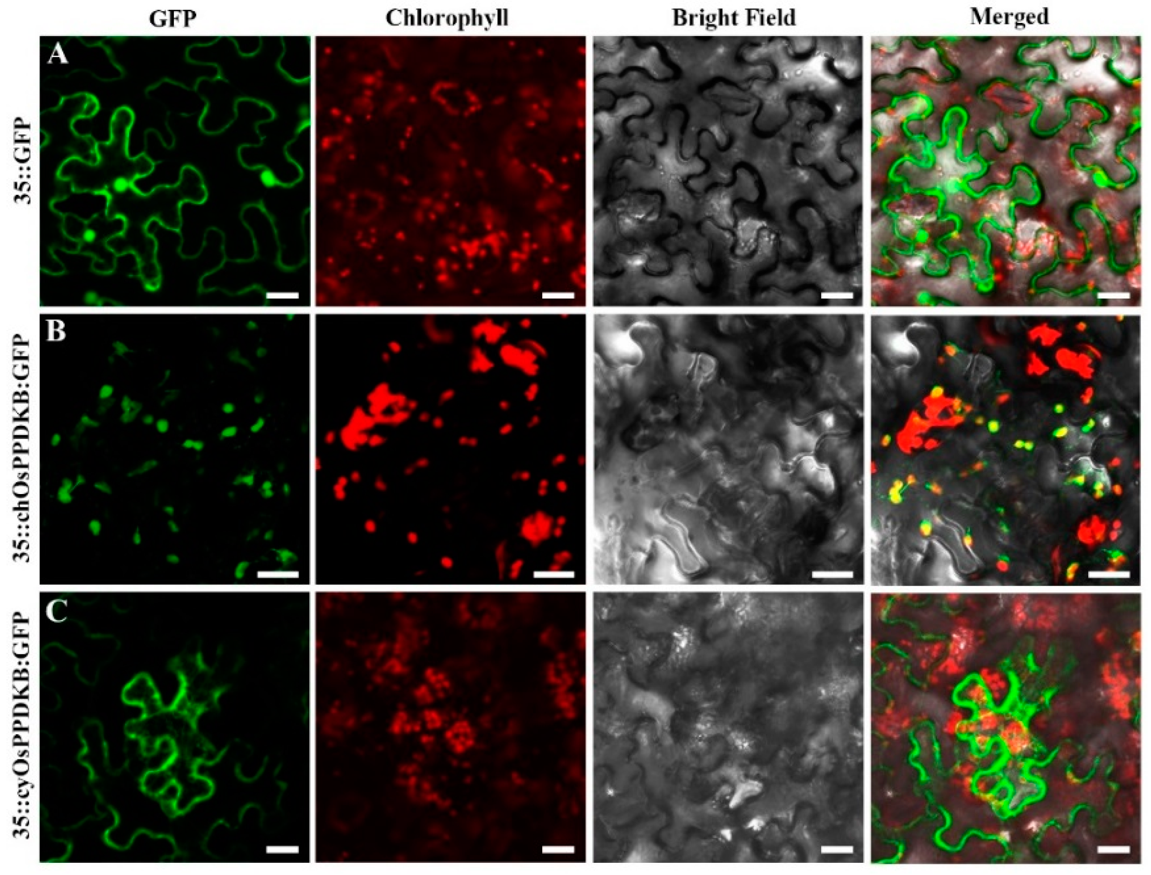 Ijms 19 02268 g006 Ijms 19 02268 g006