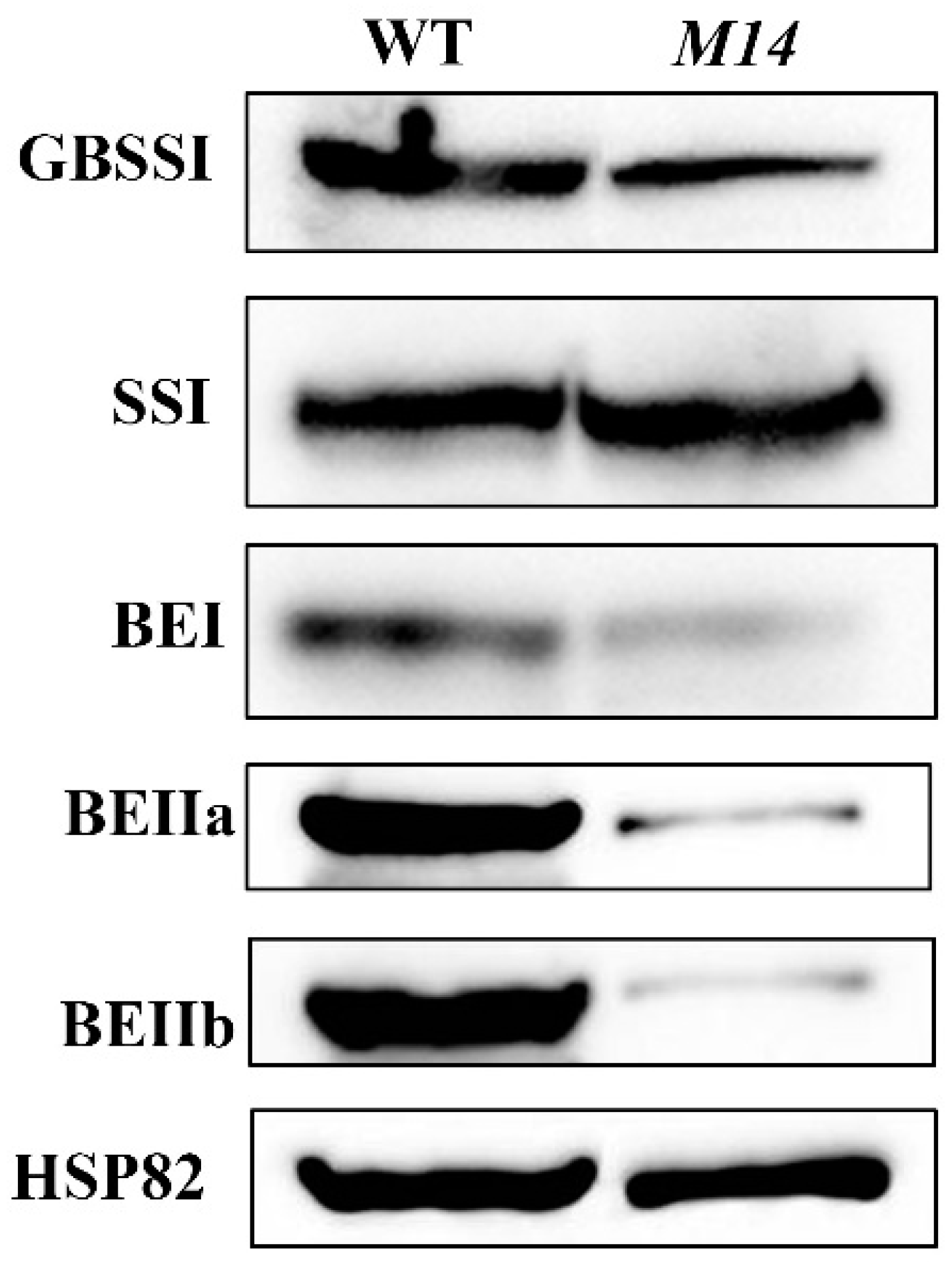 Ijms 19 02268 g008 Ijms 19 02268 g008