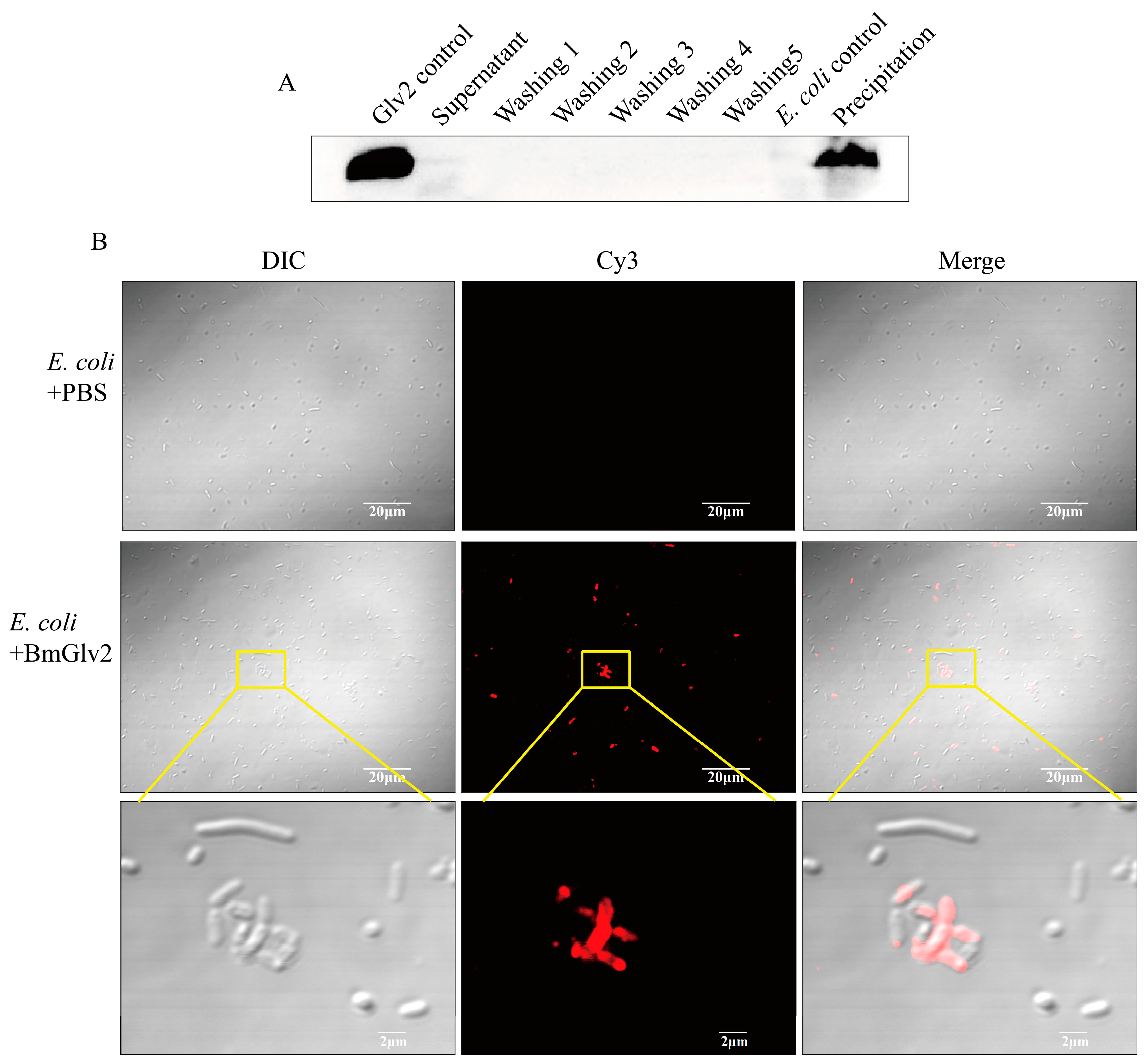 Ijms 19 02275 g006 Ijms 19 02275 g006
