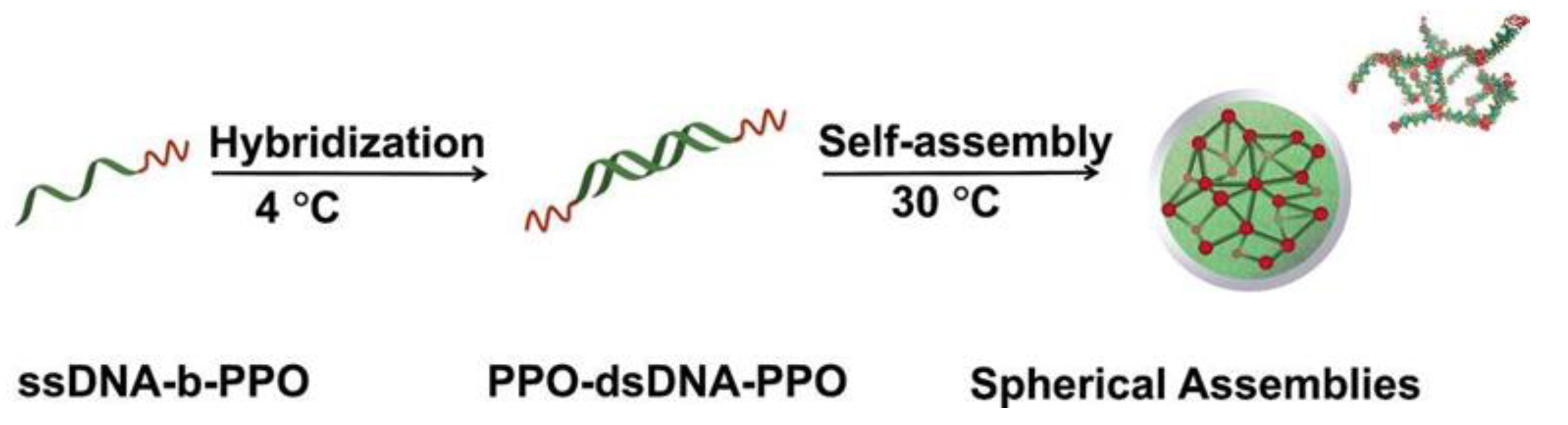 Ijms 19 02283 g004 Ijms 19 02283 g004