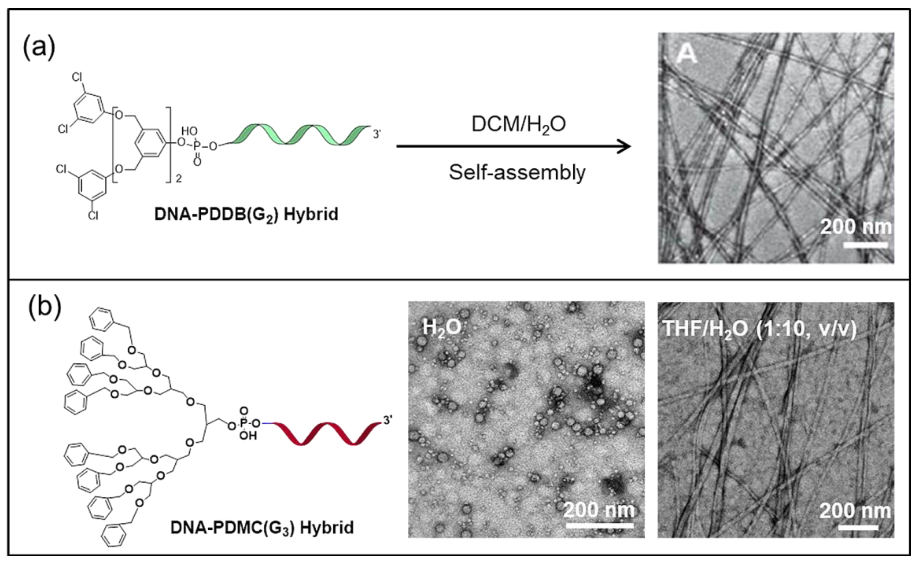 Ijms 19 02283 g008 Ijms 19 02283 g008