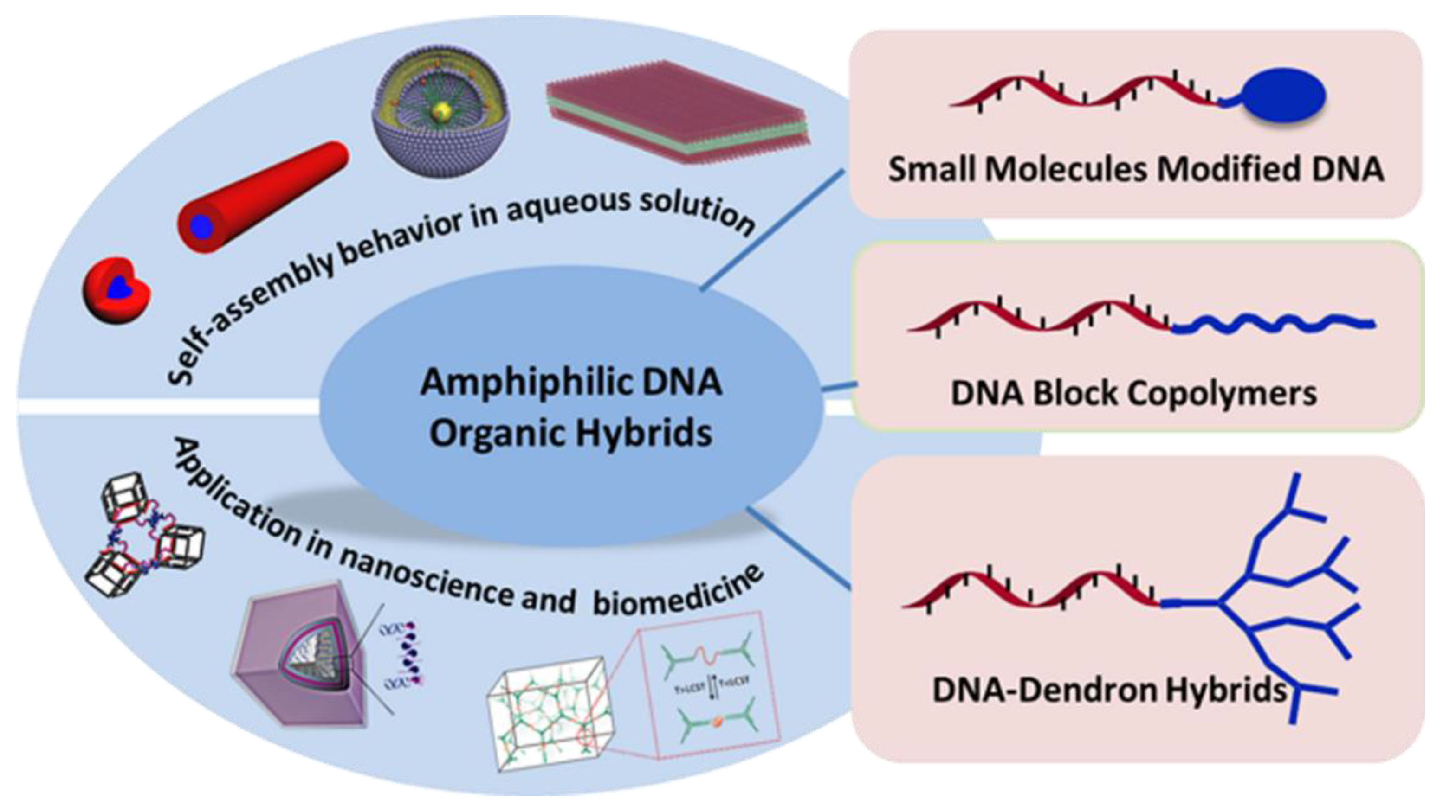 IJMS Free FullText Amphiphilic DNA Organic Hybrids Functional