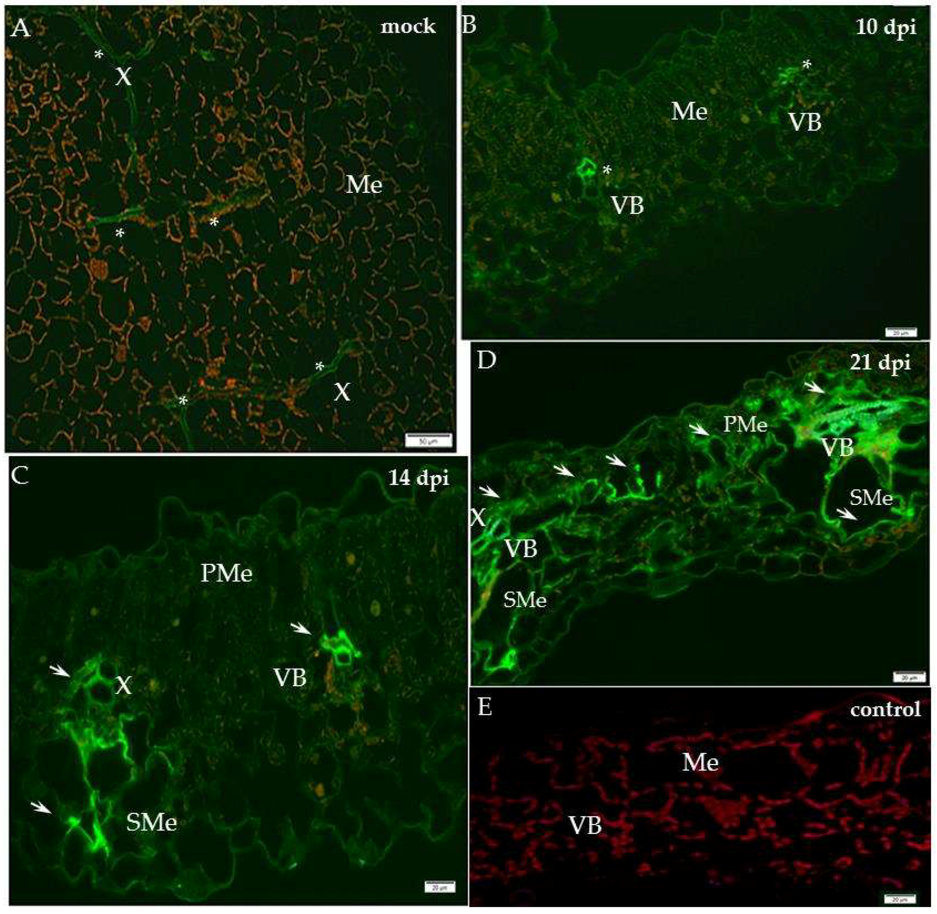 Ijms 19 02287 g001 Ijms 19 02287 g001