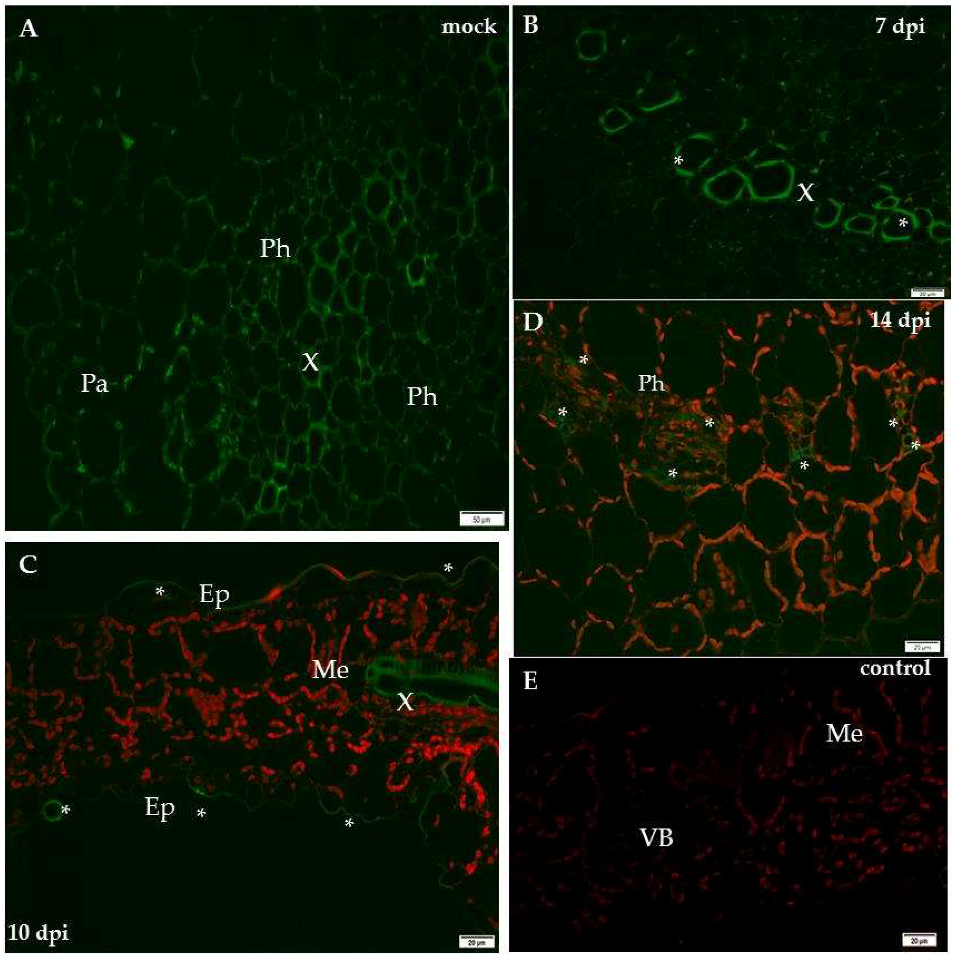 Ijms 19 02287 g002 Ijms 19 02287 g002