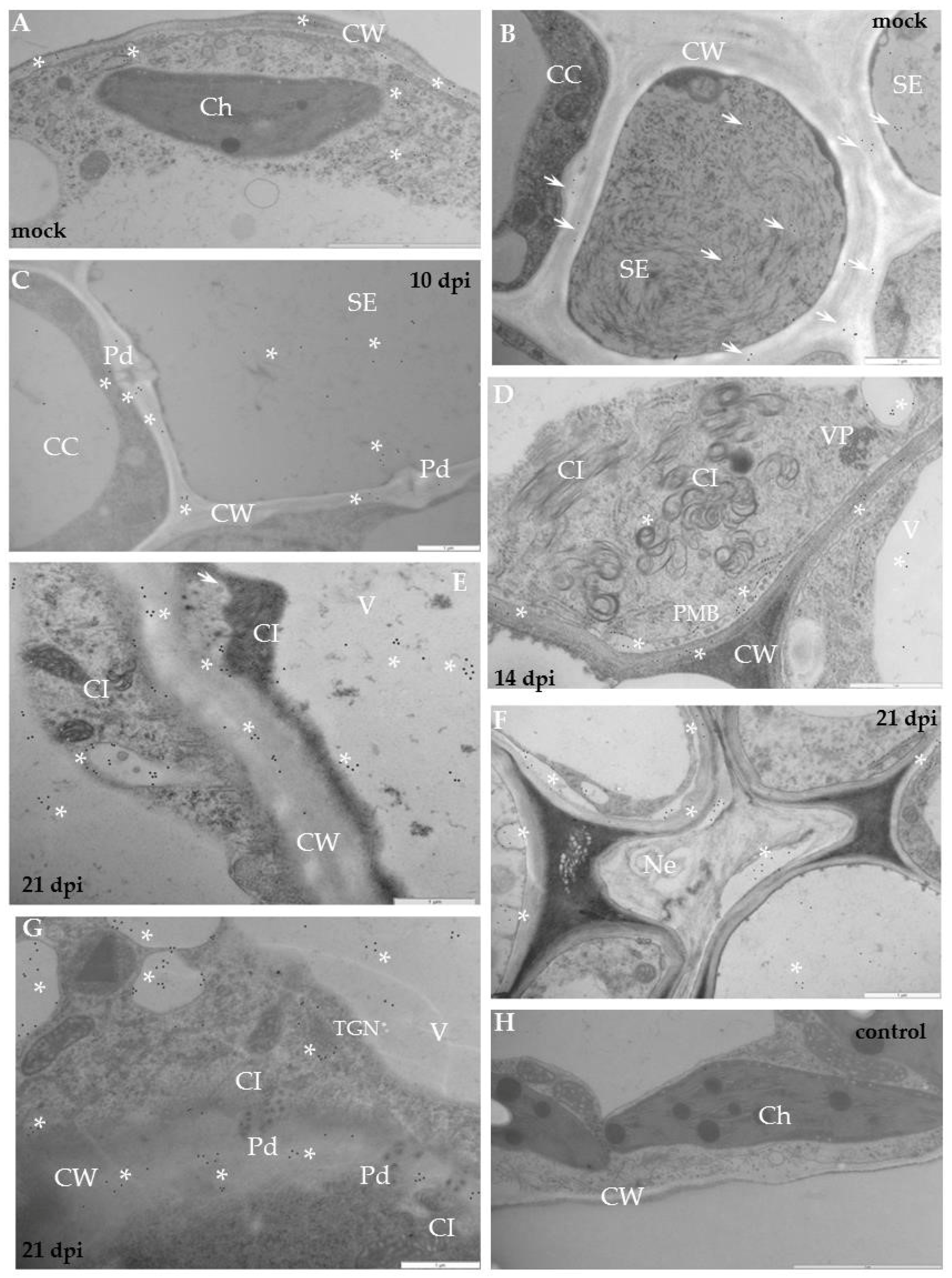 Ijms 19 02287 g004 Ijms 19 02287 g004