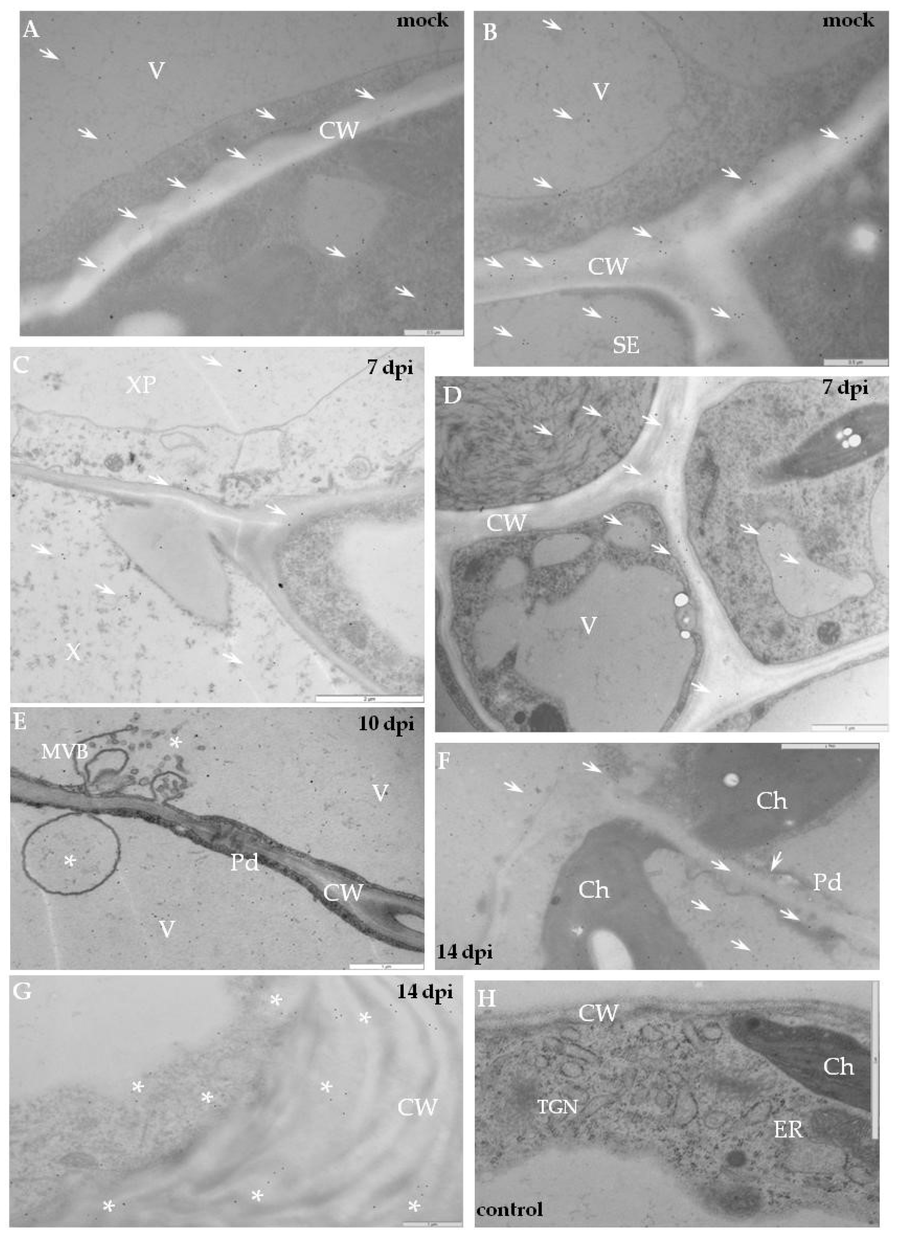 Ijms 19 02287 g005 Ijms 19 02287 g005