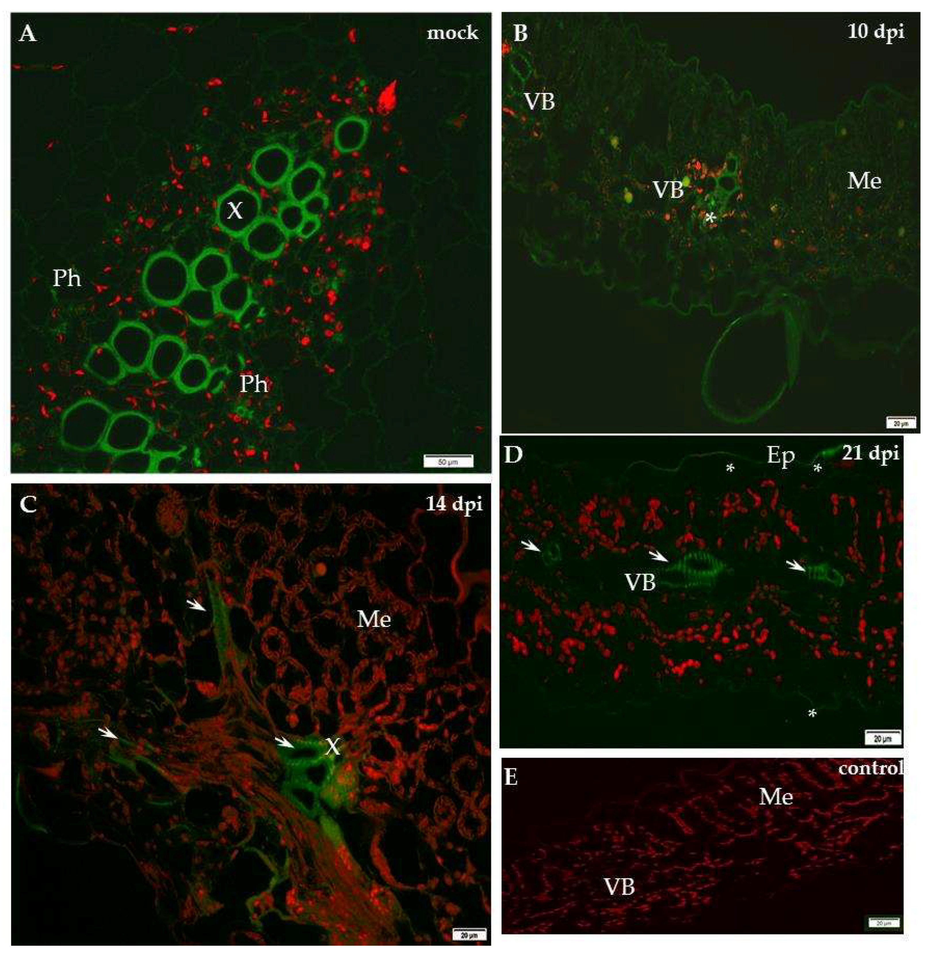 Ijms 19 02287 g006 Ijms 19 02287 g006
