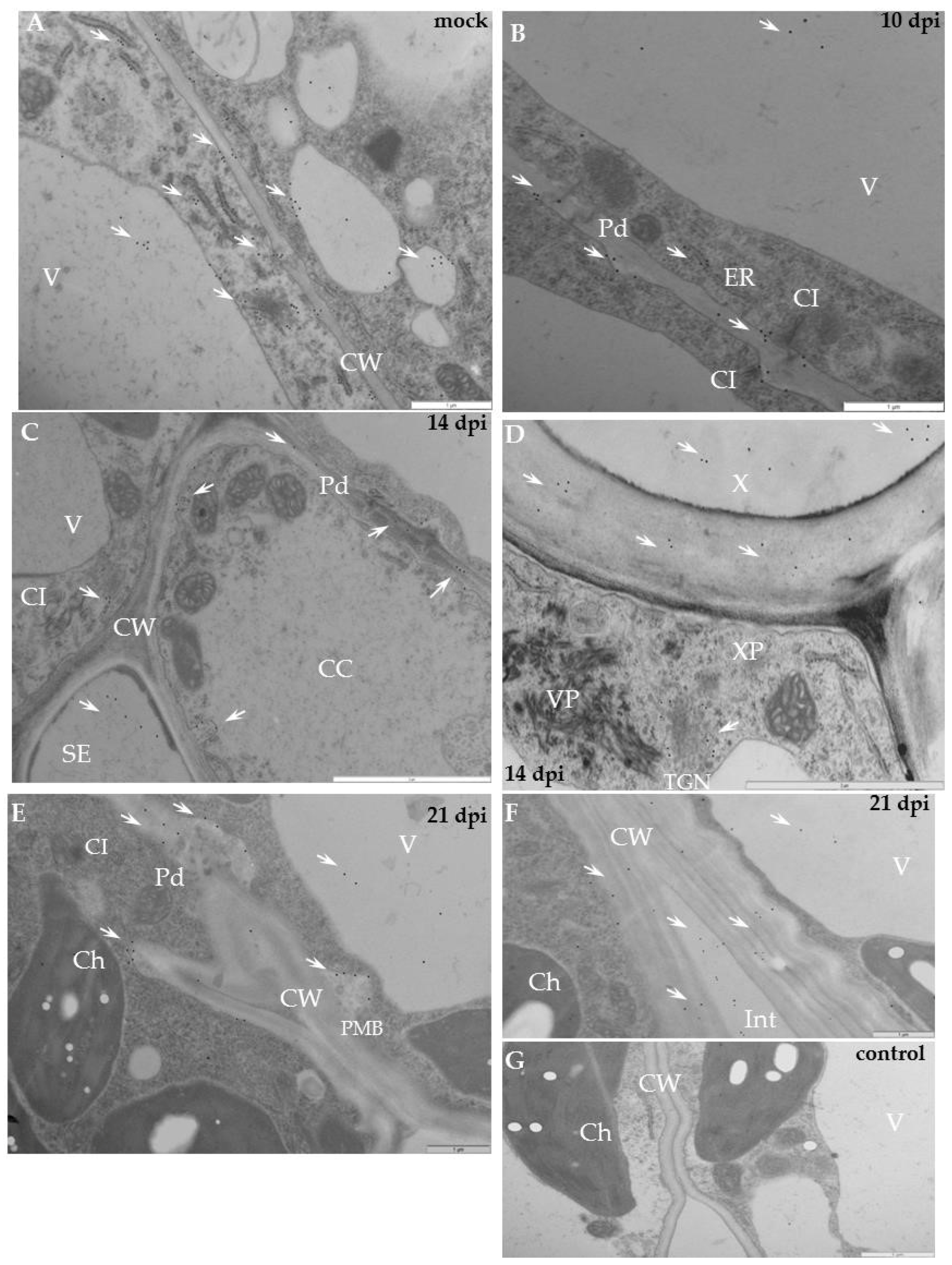 Ijms 19 02287 g009 Ijms 19 02287 g009