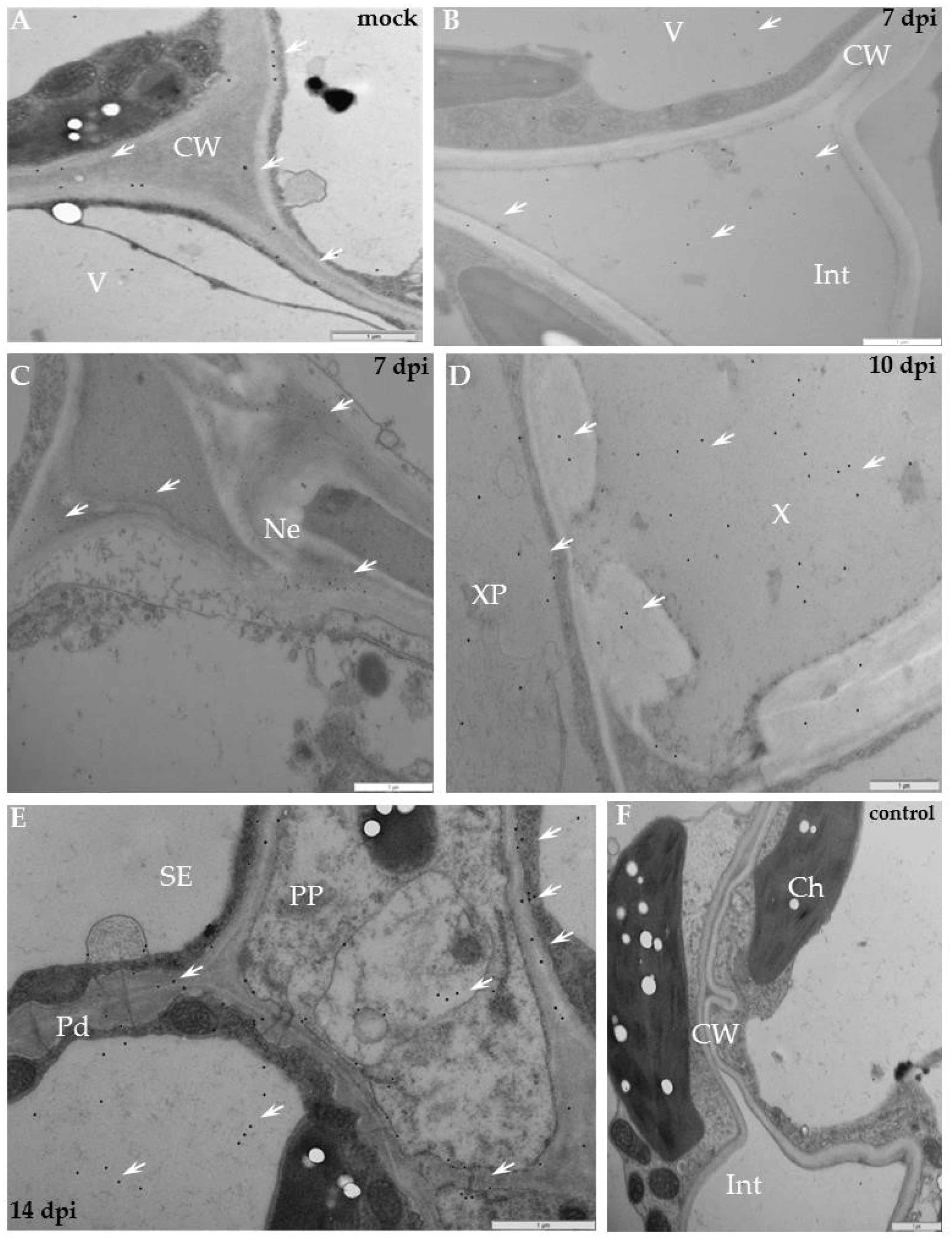 Ijms 19 02287 g010 Ijms 19 02287 g010