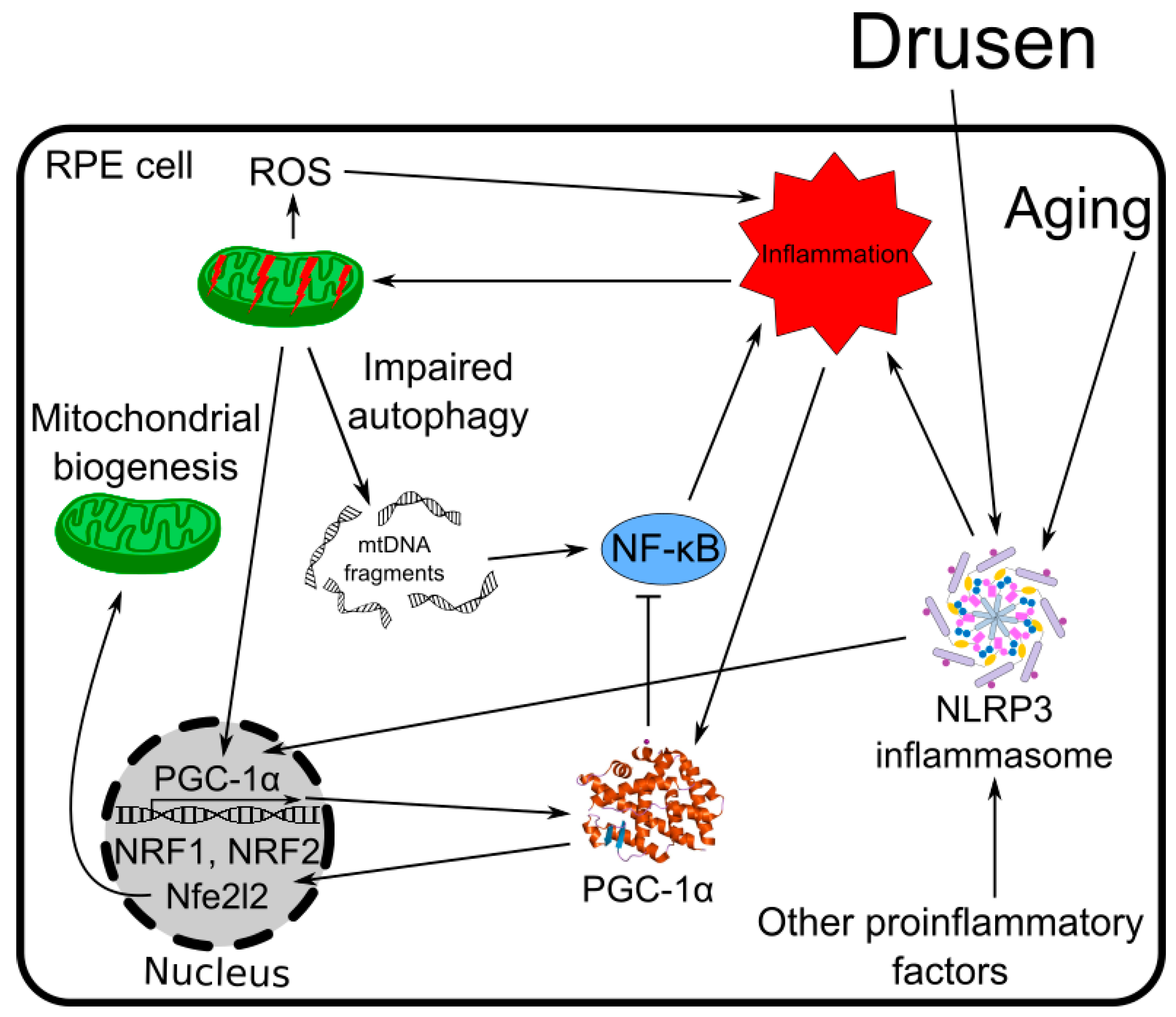 Ijms 19 02317 g006 Ijms 19 02317 g006