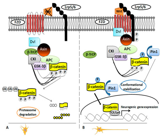 Pin1 Modulation in Physiological Status and