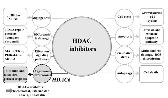 IJMS | Free Full-Text | The Therapeutic Strategy of HDAC6 Inhibitors in ...