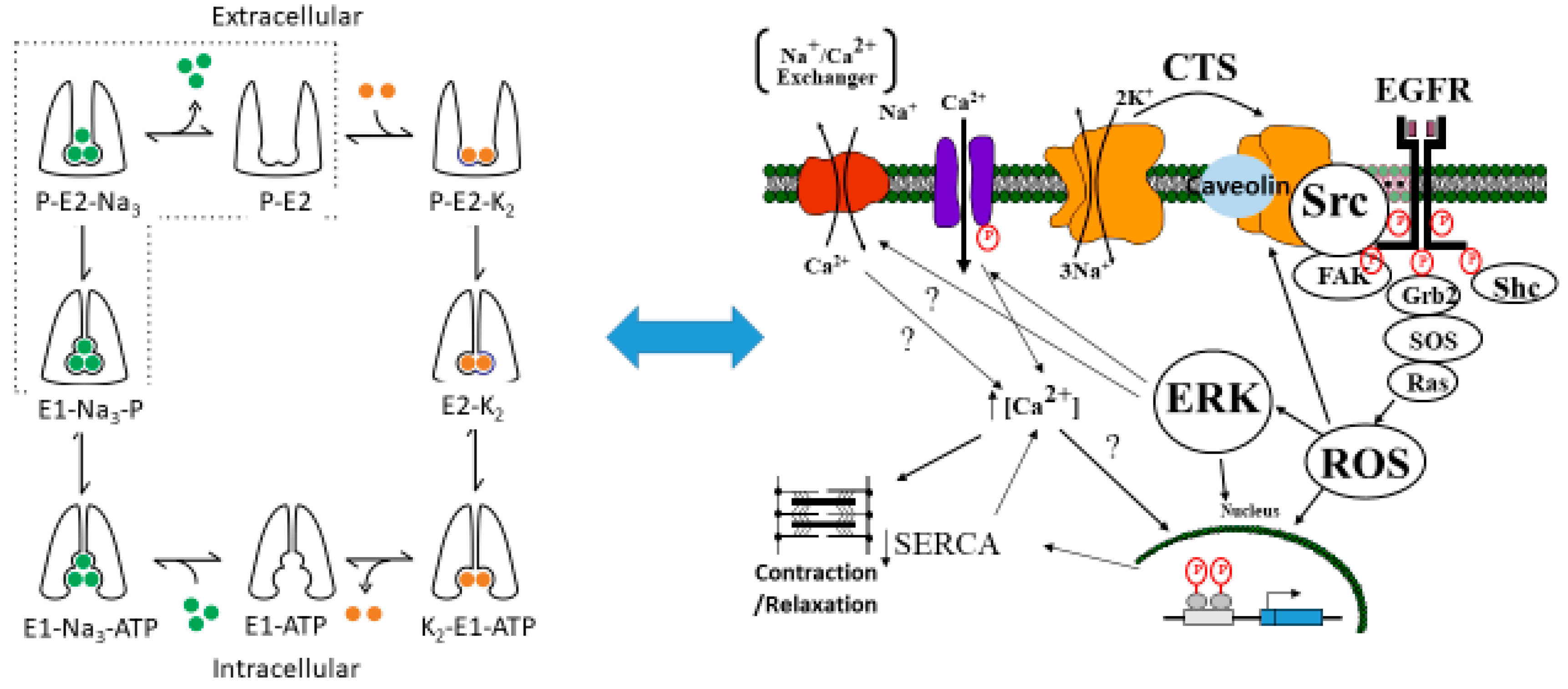 Ijms 19 02347 g001 Ijms 19 02347 g001
