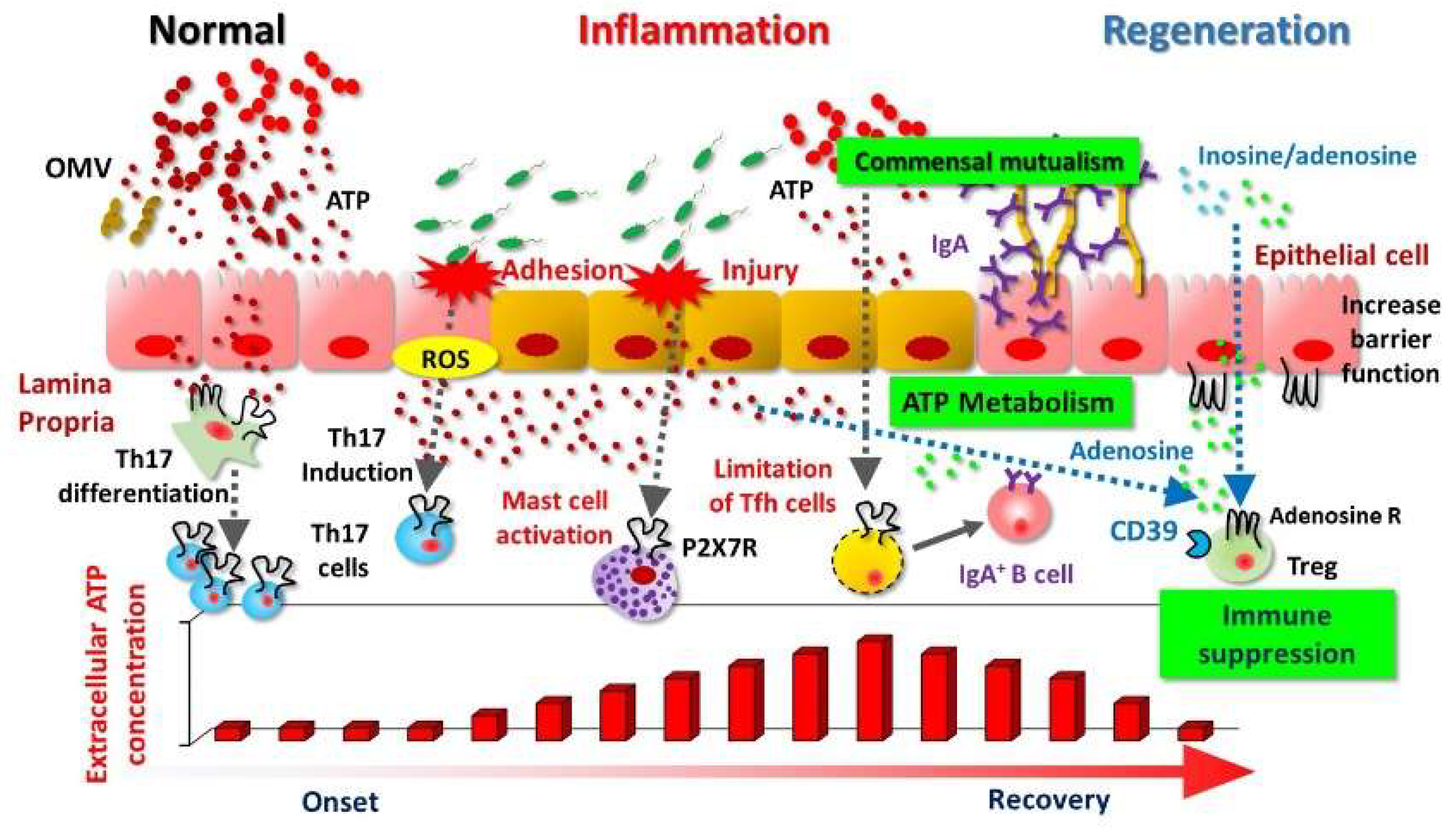 Ijms 19 02371 g001 Ijms 19 02371 g001