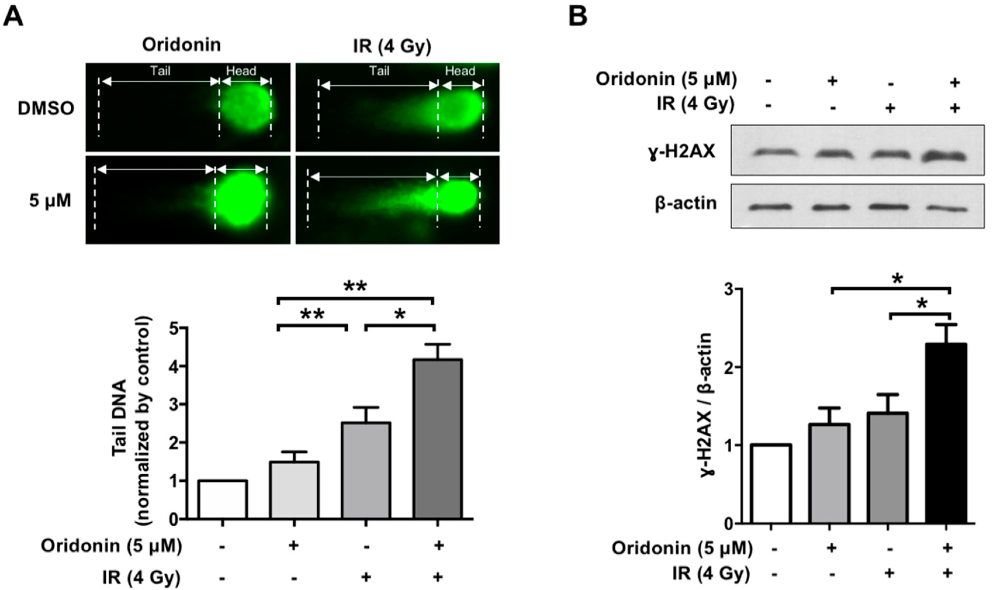 IJMS | Free Full-Text | Oridonin Enhances Radiation-Induced Cell Death