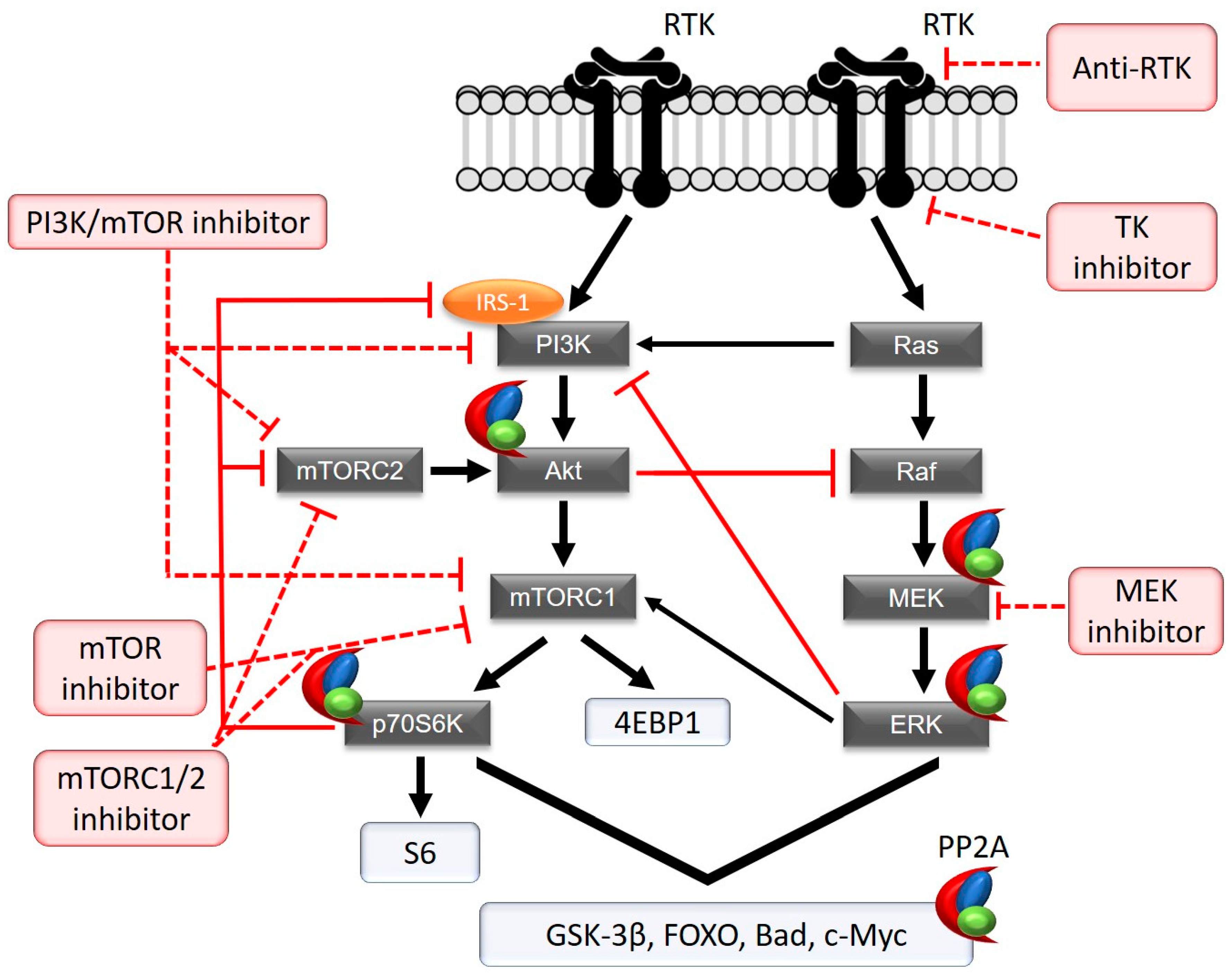Ijms 19 02380 g001 Ijms 19 02380 g001