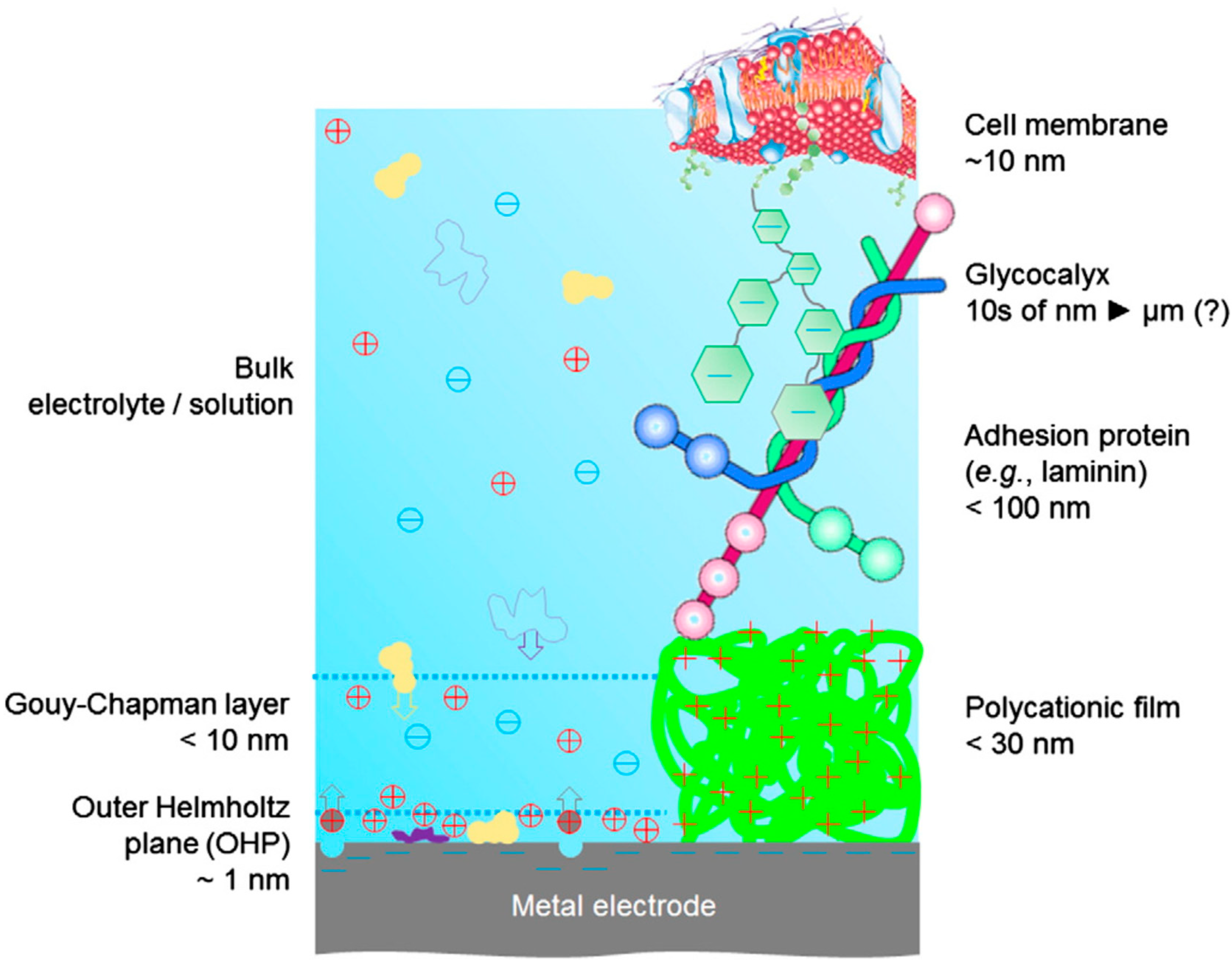 Ijms 19 02382 g001 Ijms 19 02382 g001