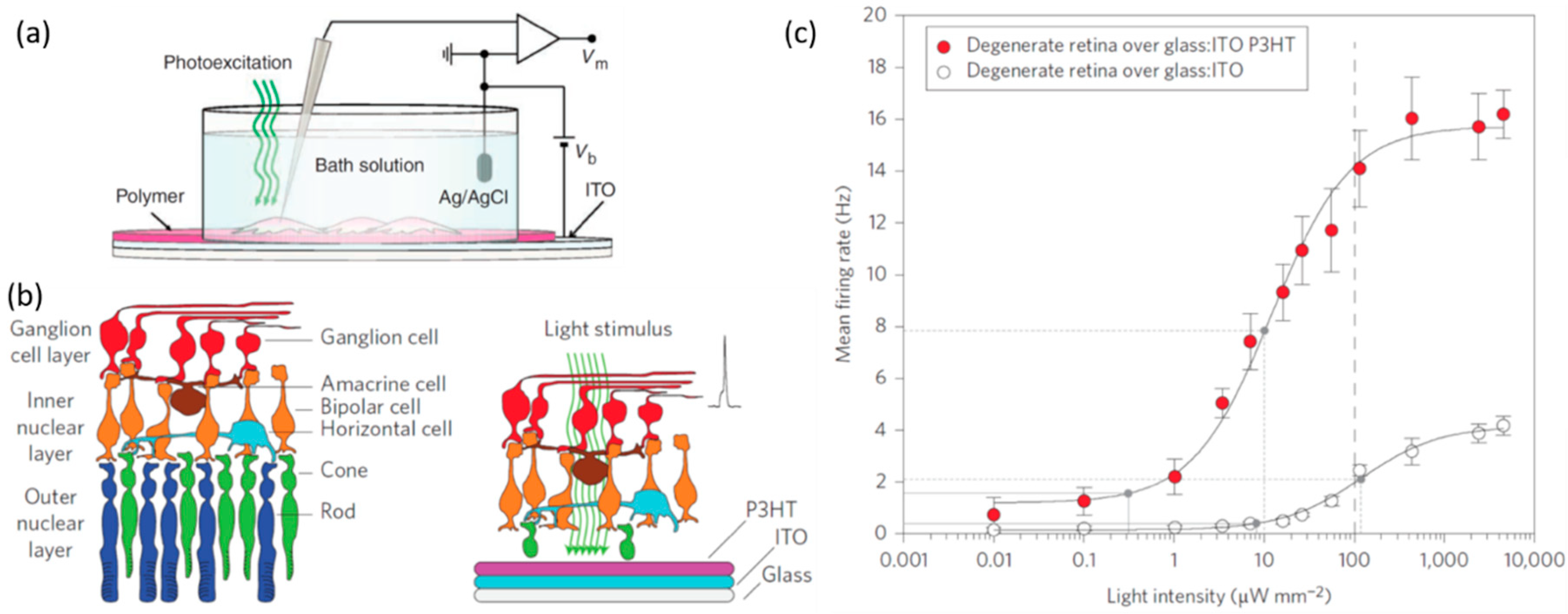 Ijms 19 02382 g004 Ijms 19 02382 g004
