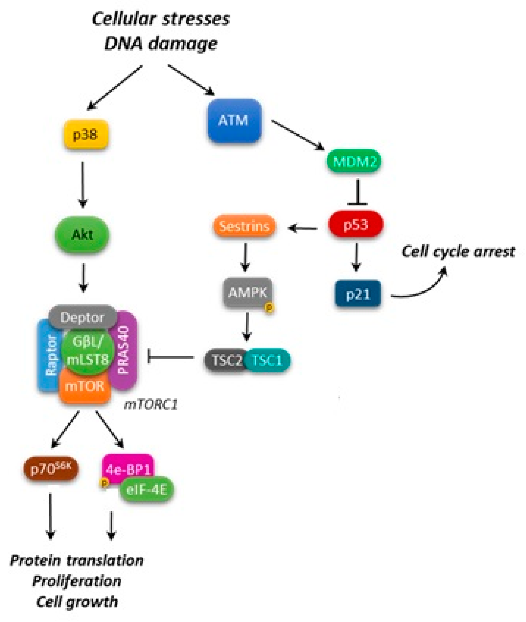 Ijms 19 02396 g002 Ijms 19 02396 g002