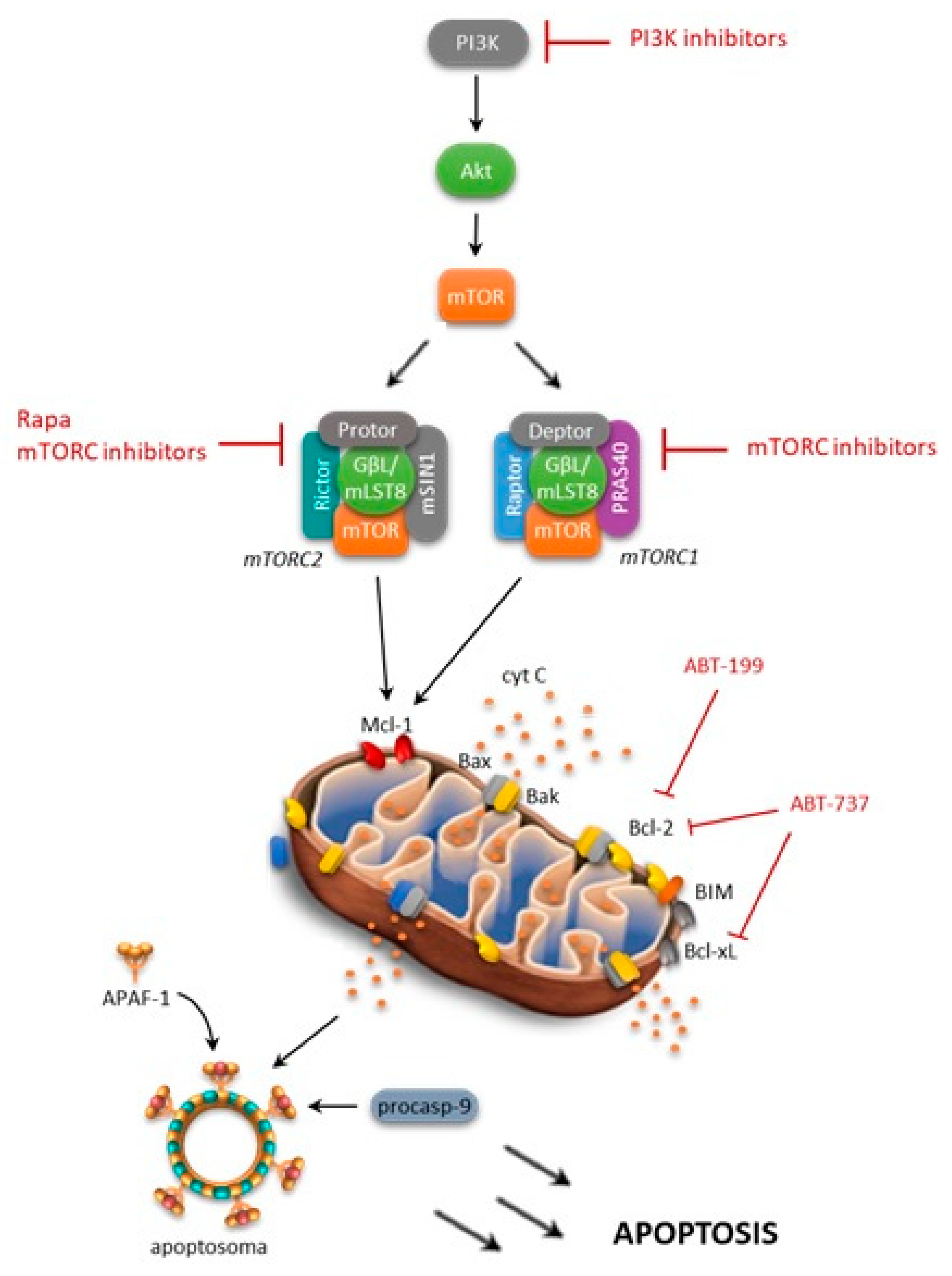 Ijms 19 02396 g003 Ijms 19 02396 g003