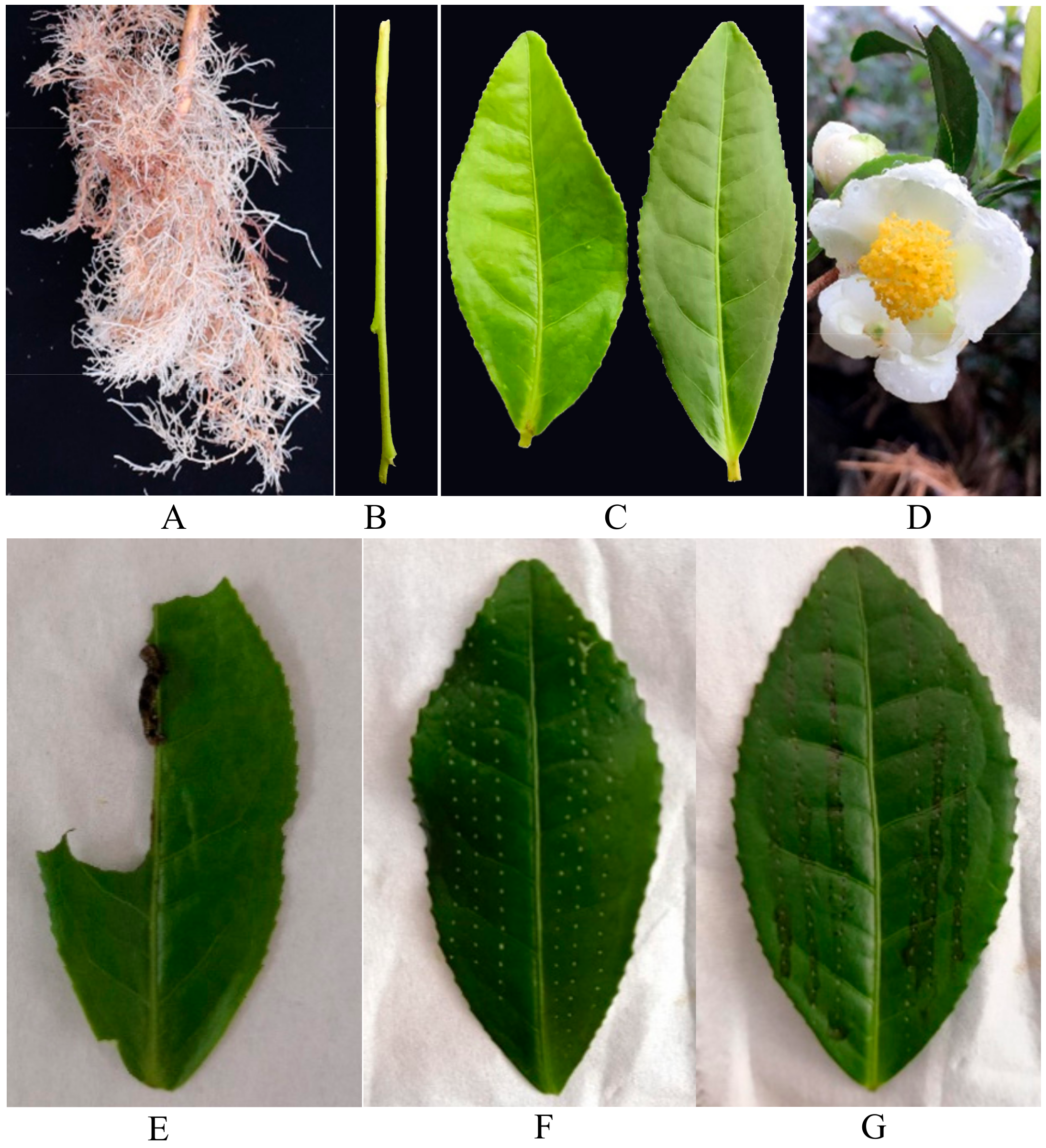 Ijms 19 02414 g009 Ijms 19 02414 g009