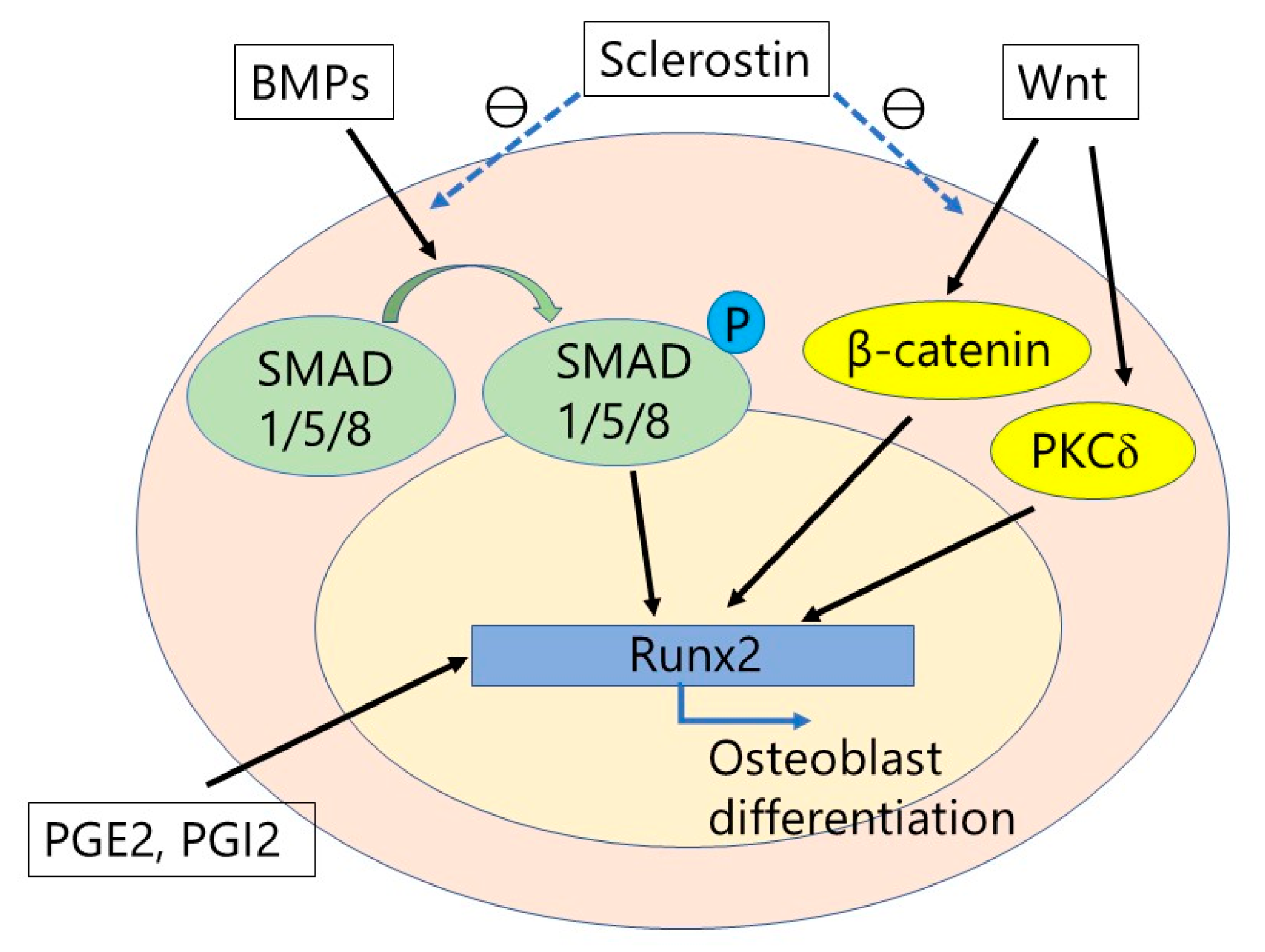 Ijms 19 02430 g002 Ijms 19 02430 g002