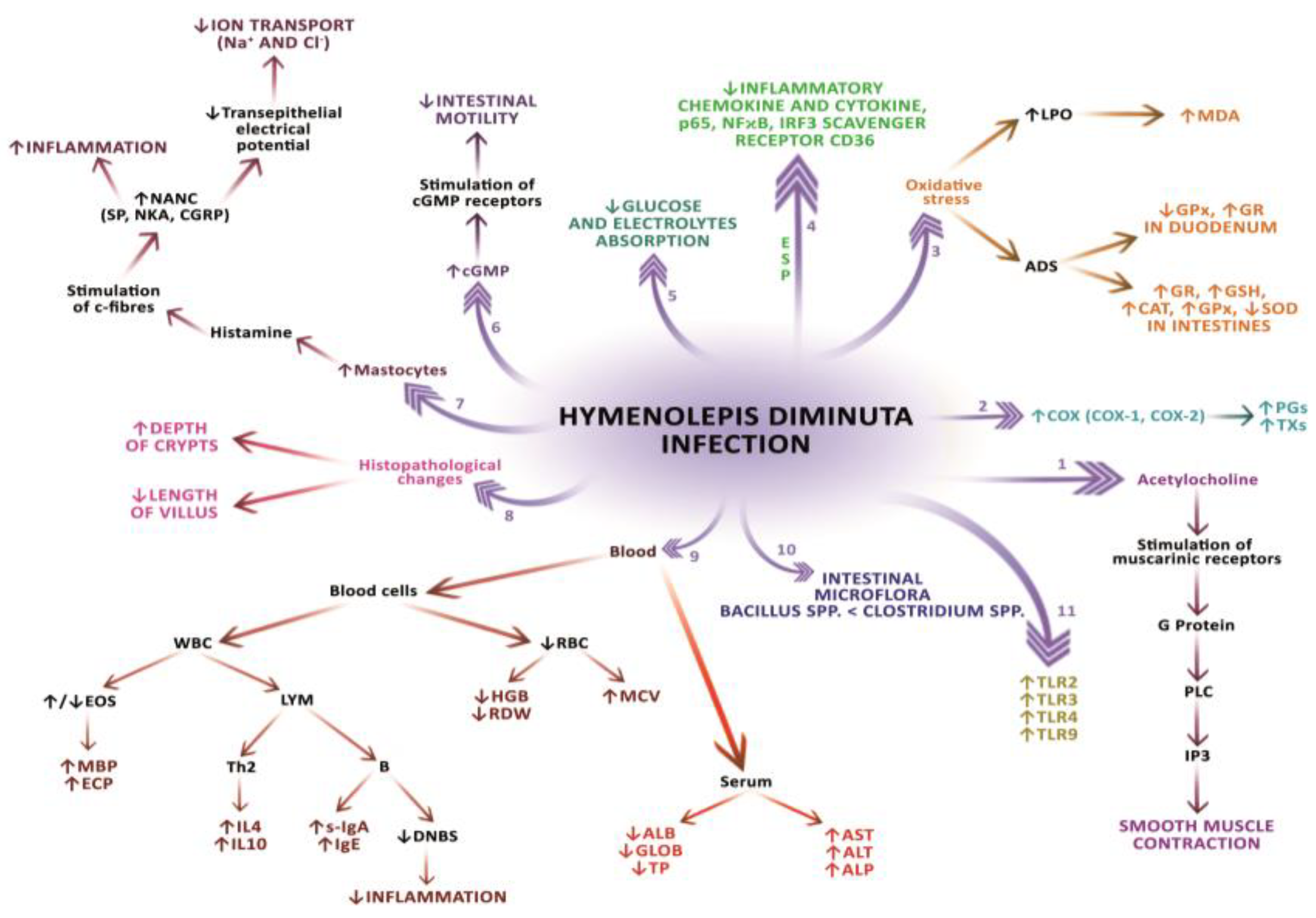 hymenolepidosis epidemiológia