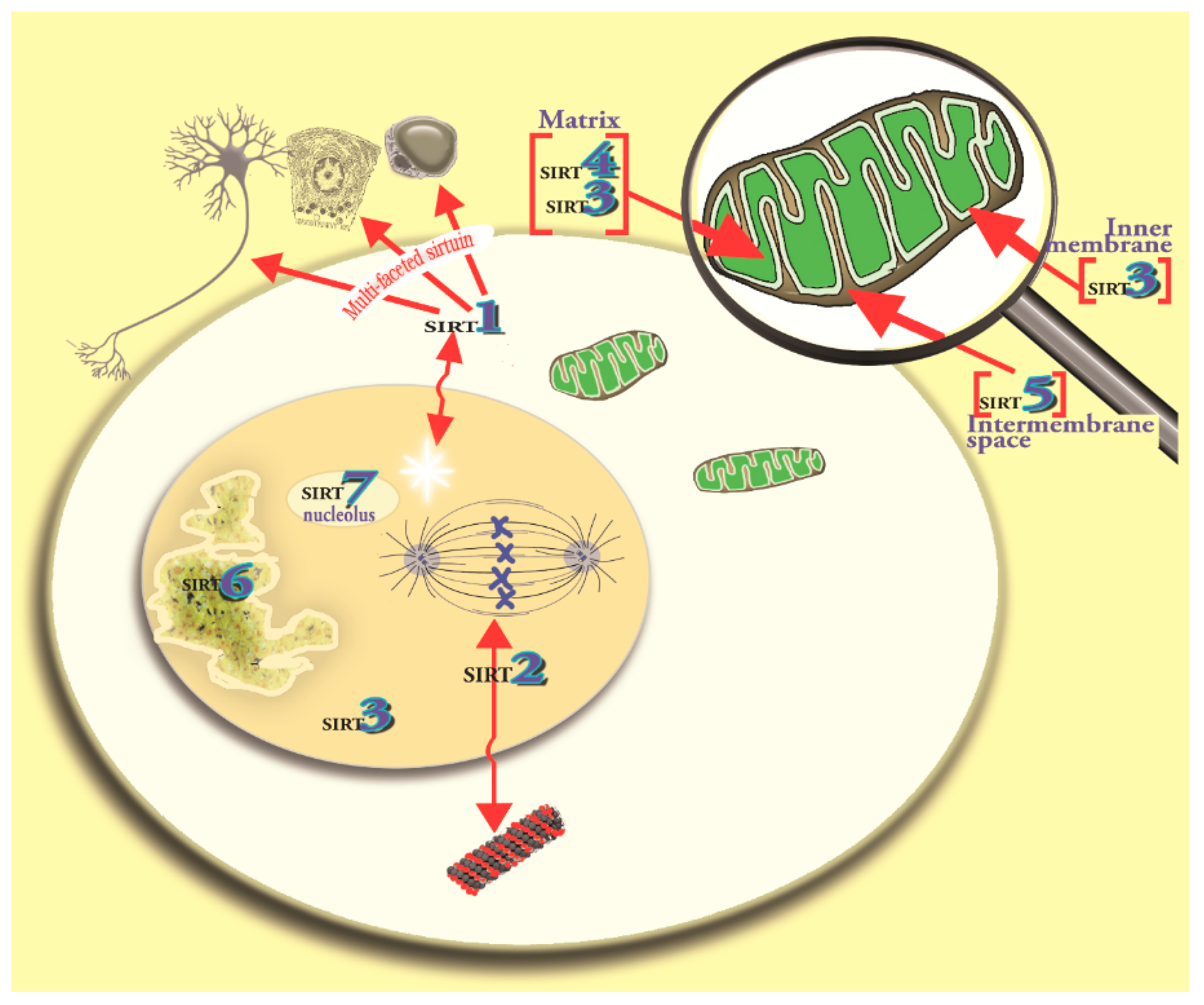 IJMS | Free Full-Text | Melatonin Mitigates Mitochondrial Meltdown