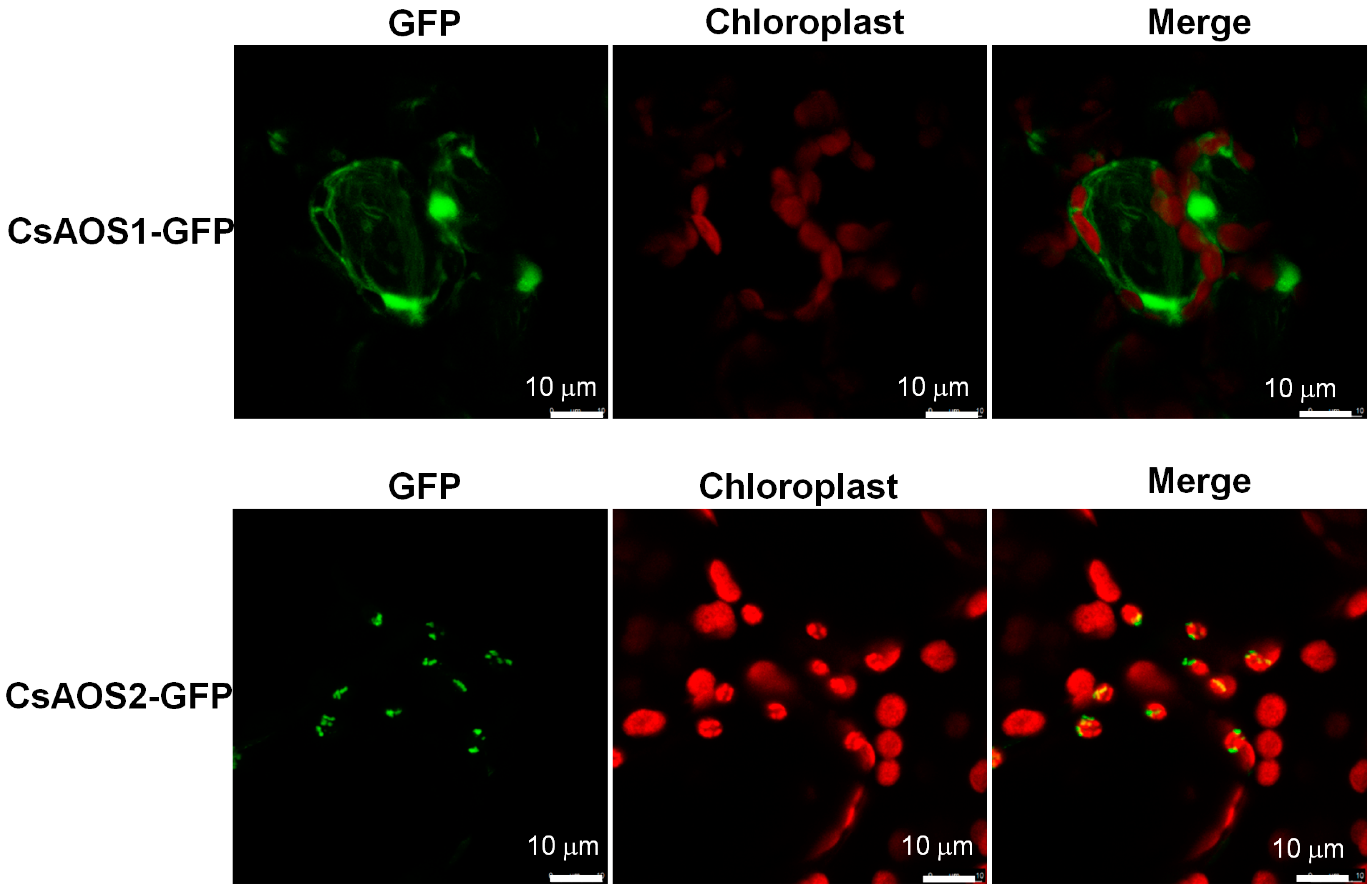 Ijms 19 02440 g002 Ijms 19 02440 g002