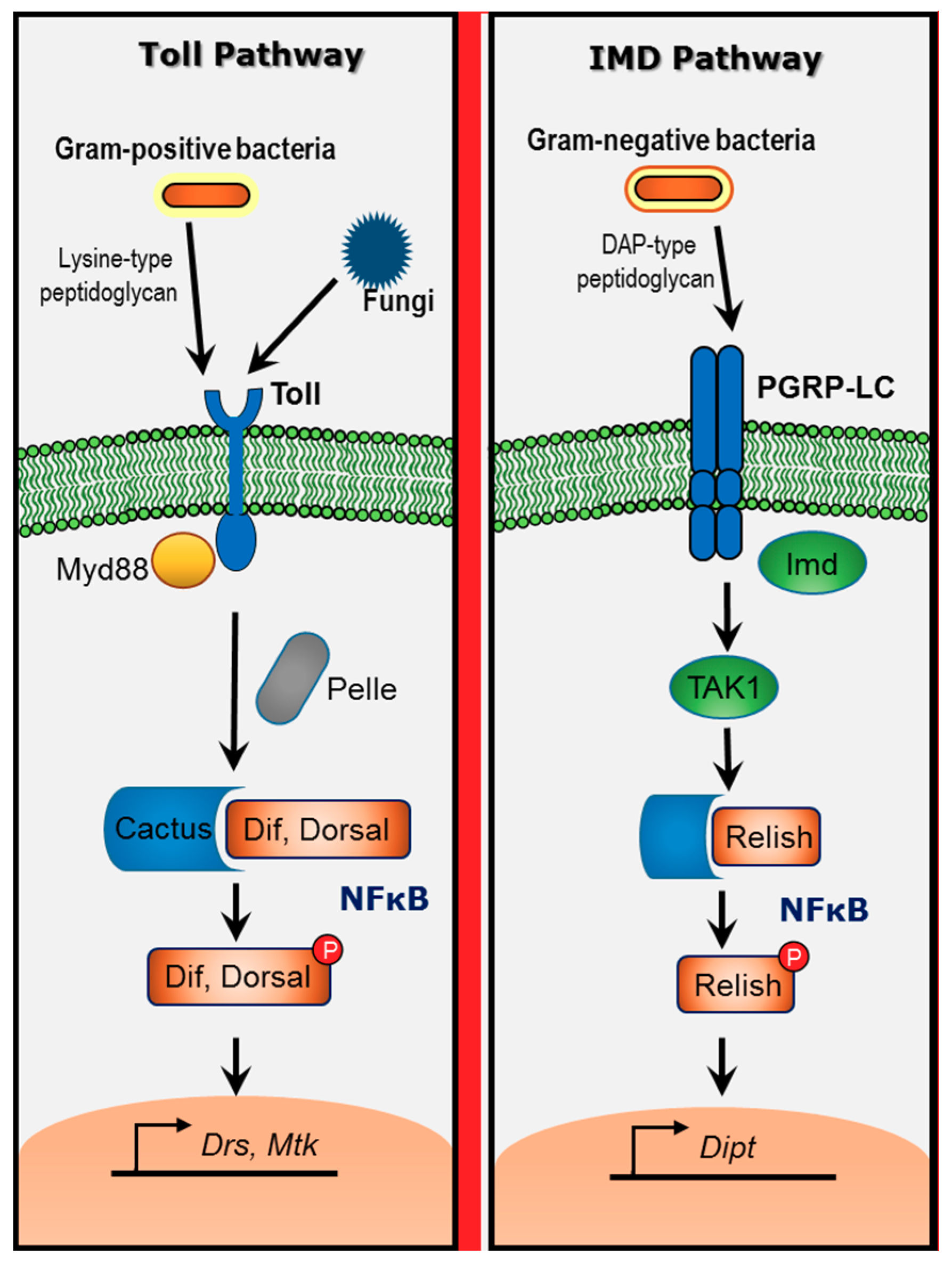 Current Topics in Innate Immunity II: 946 (Advances in Experimental Medicine and Biology)