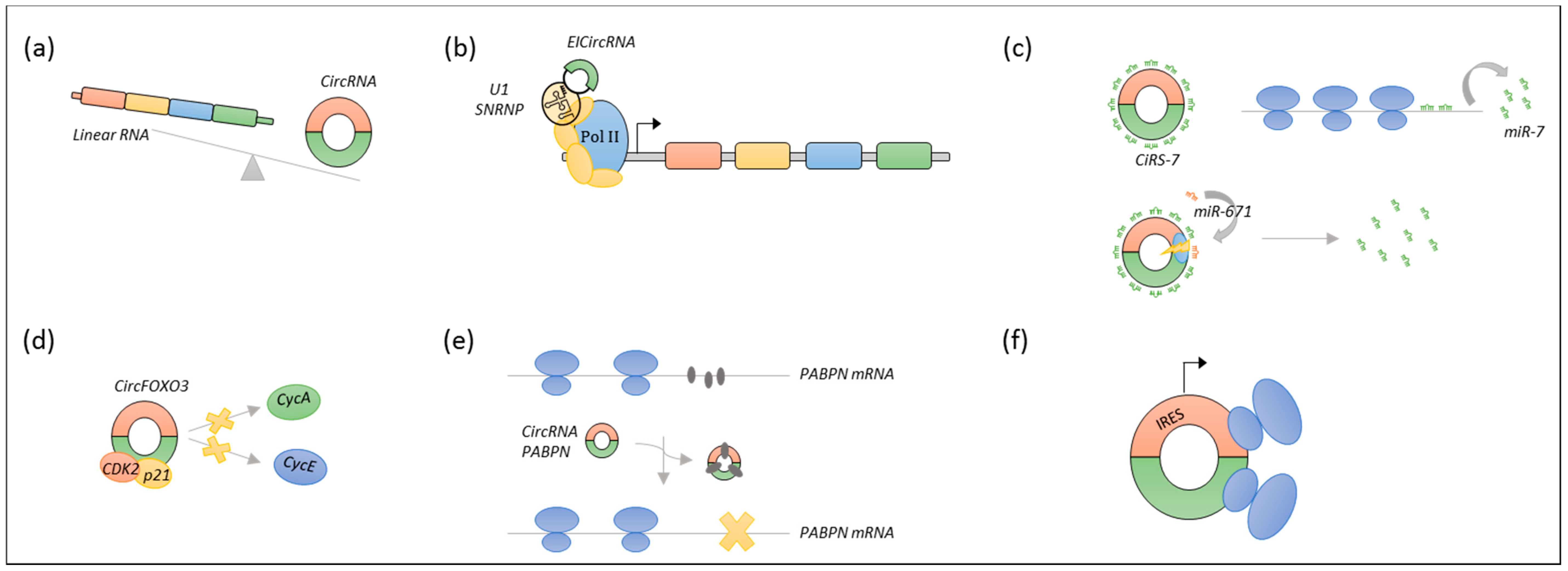 Long Non-Coding RNAs Guide the Fine-Tuning of ... Biology Diagrams