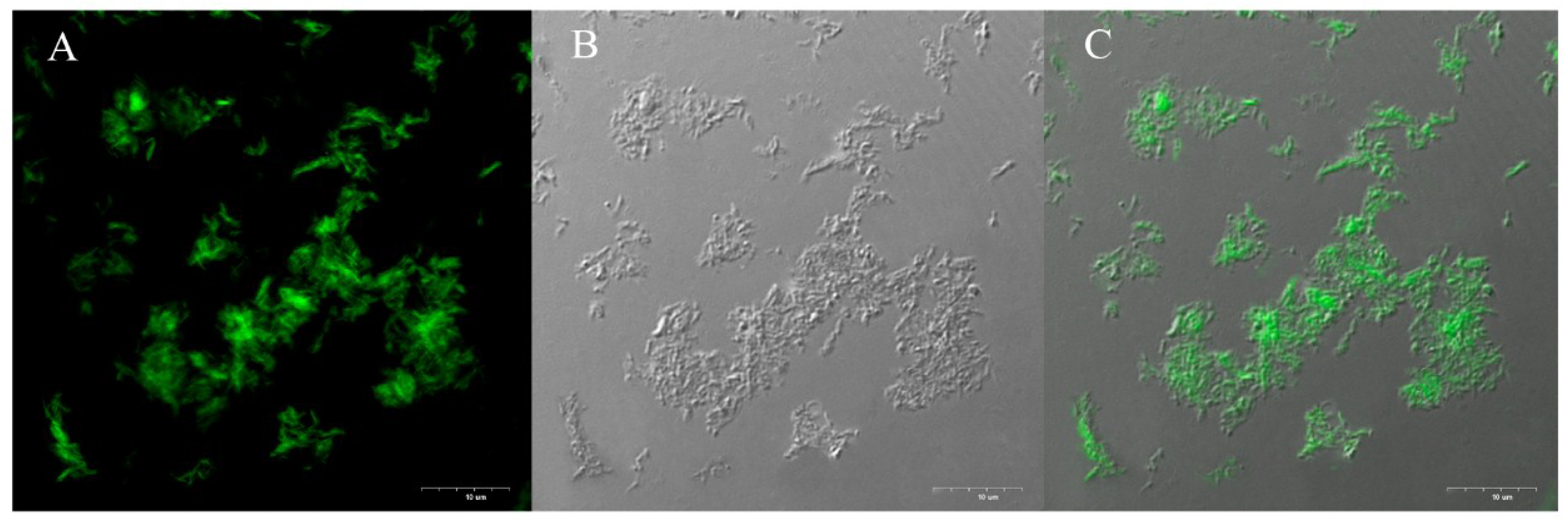 Ijms 19 02486 g007