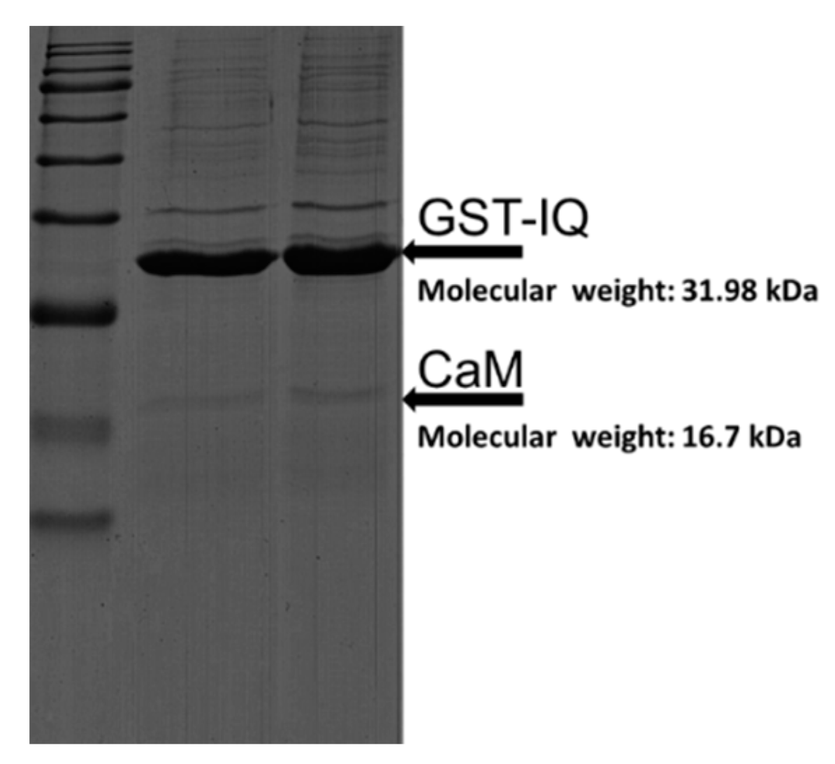 Ijms 19 02495 g001 Ijms 19 02495 g001