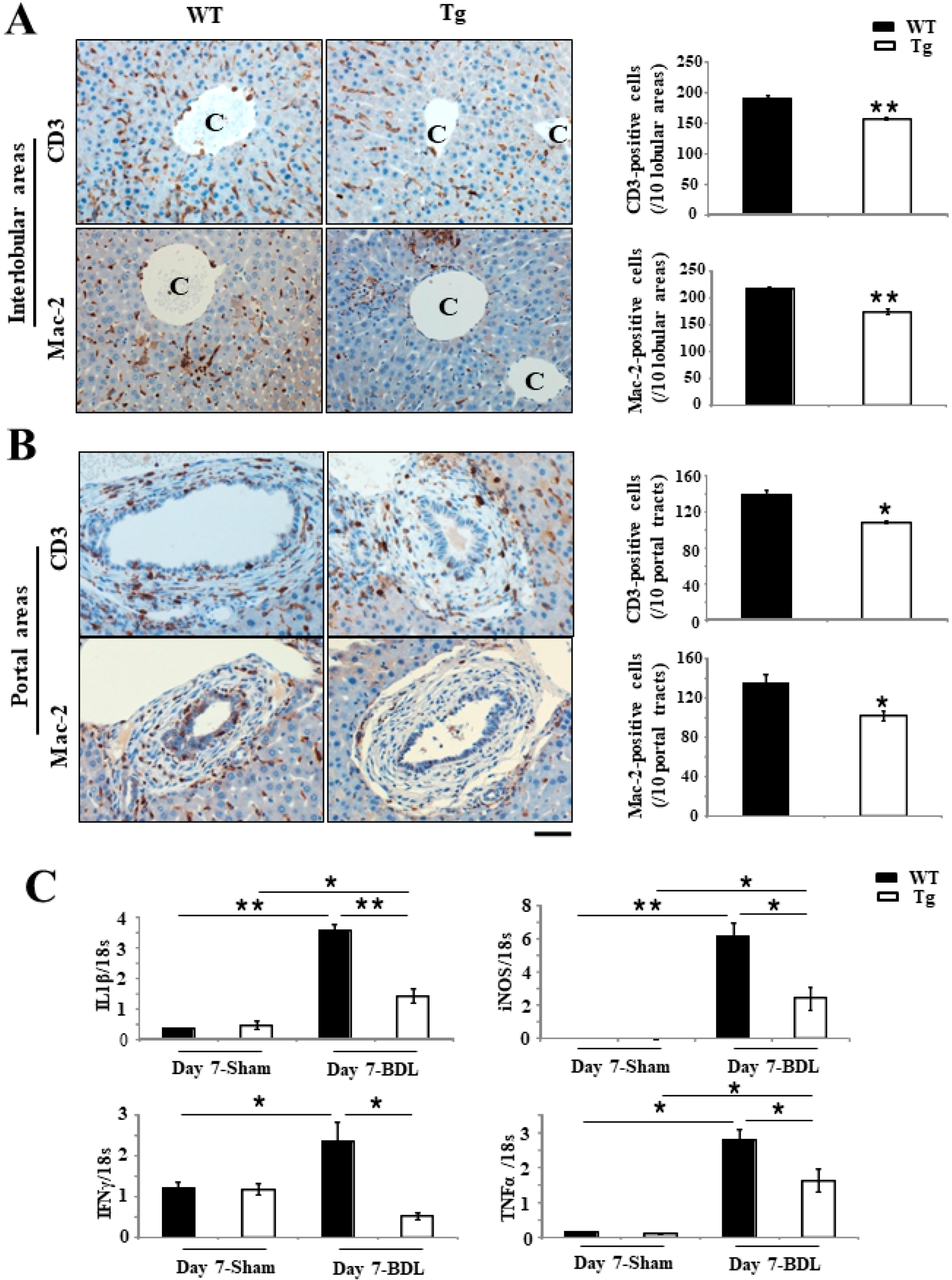 Ijms 19 02509 g004 Ijms 19 02509 g004