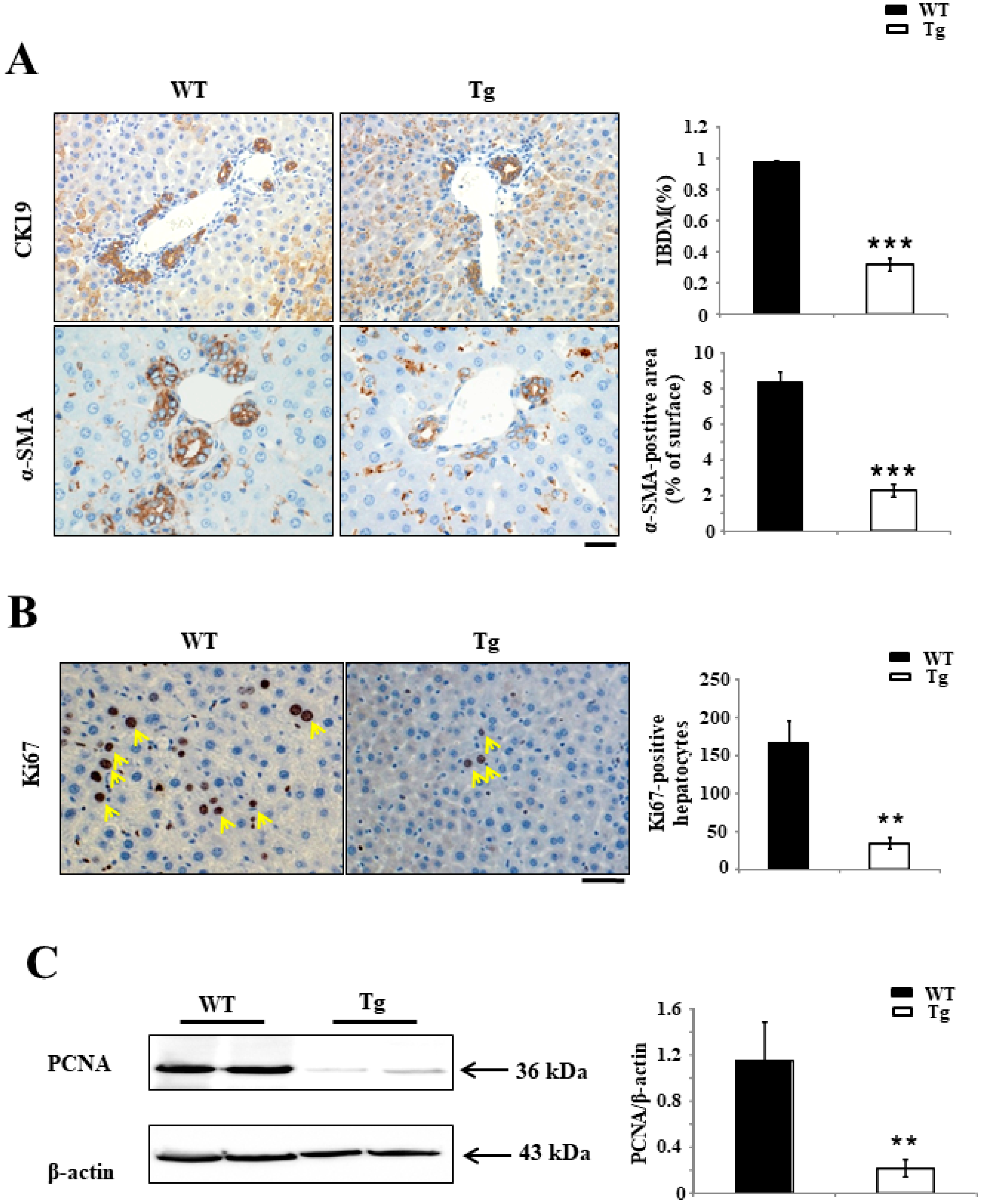 Ijms 19 02509 g005 Ijms 19 02509 g005